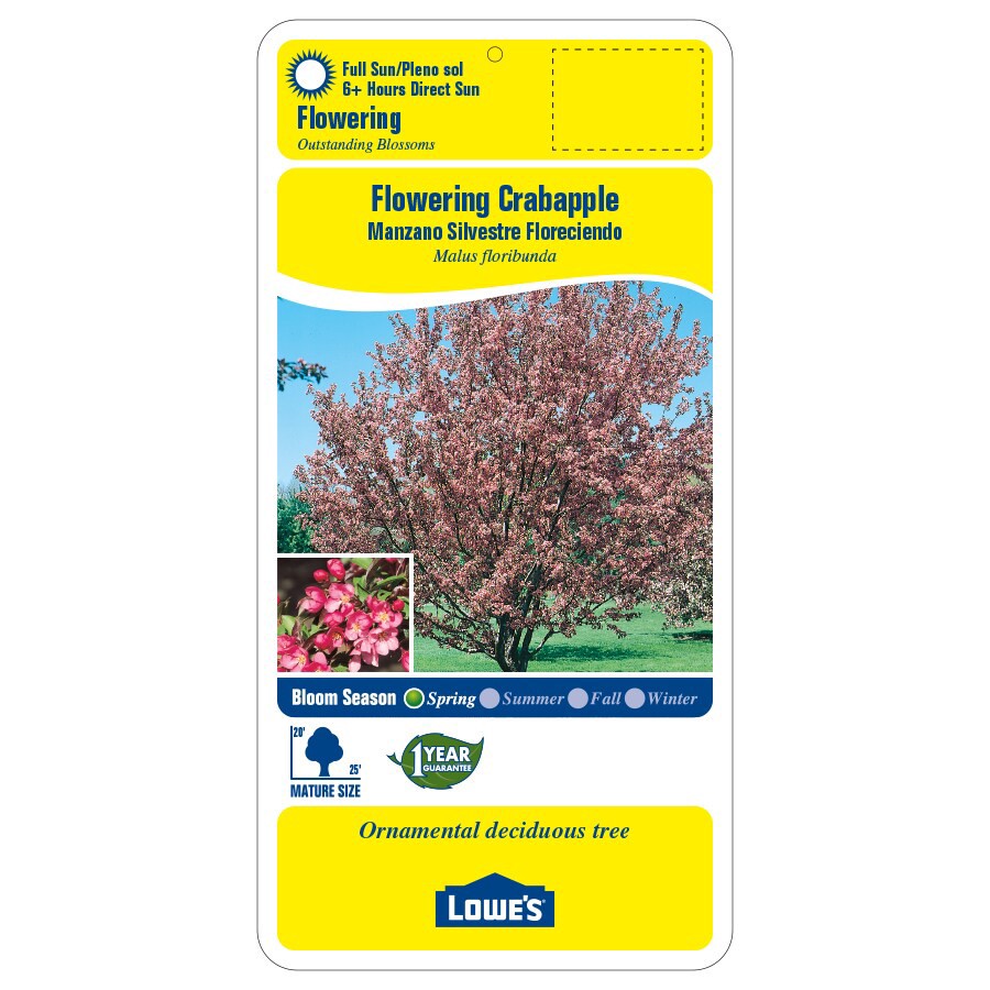 slide 2 of 3, Lowe's -Gallon Multicolor Flowering Flowering Crabapple In pot (with soil), 1 ct