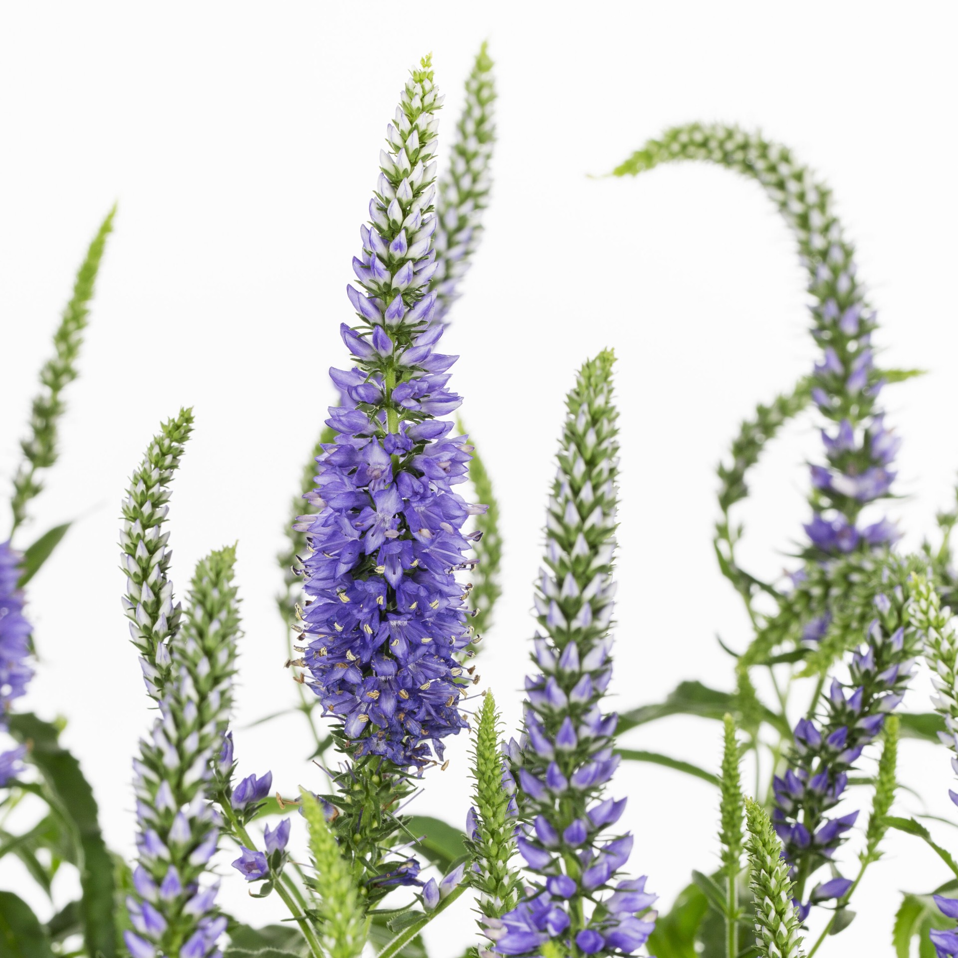 slide 2 of 3, Lowe's Multicolor Veronica Plant in 2.5 -Quart Pot 1 -Pack, 1 ct