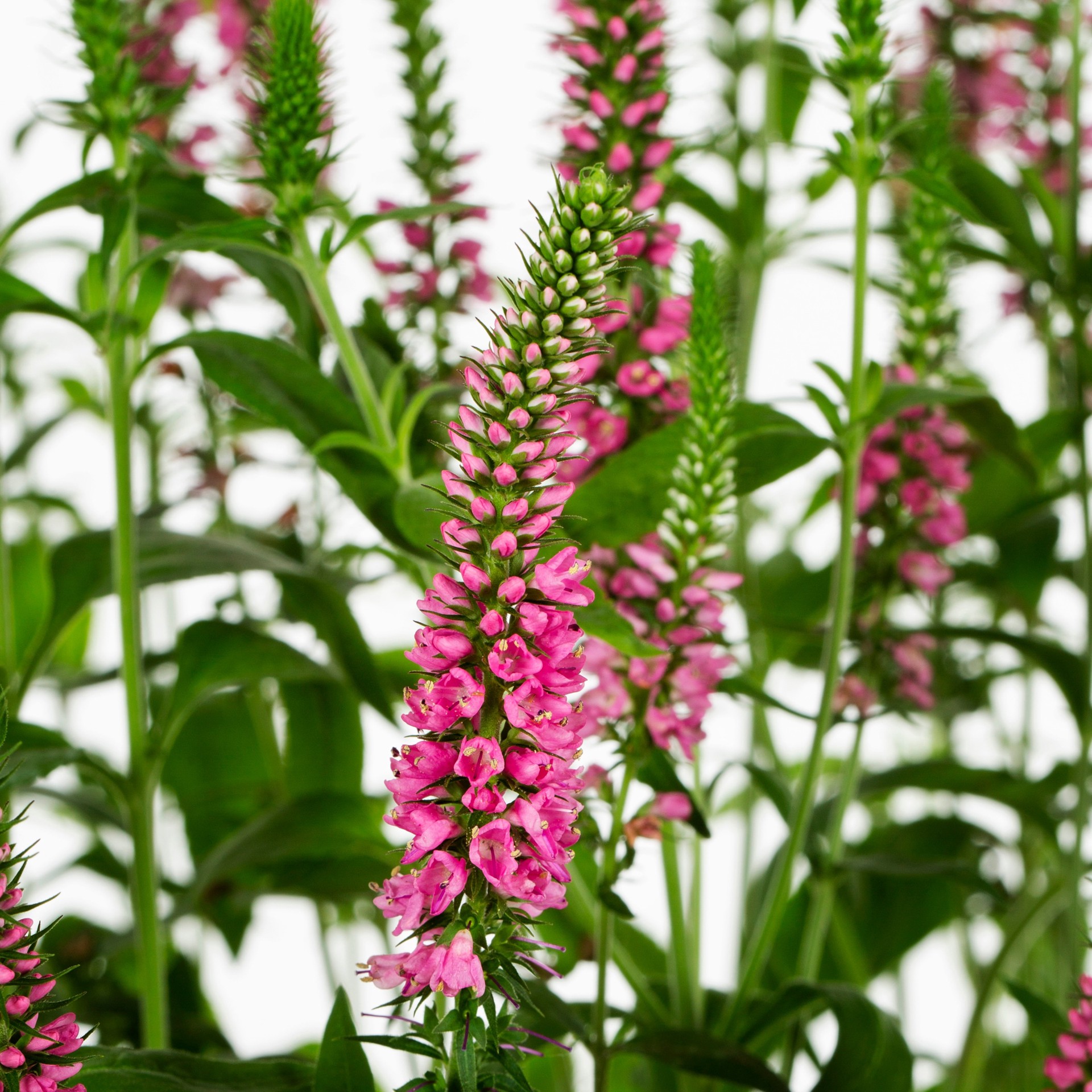 slide 3 of 3, Lowe's Multicolor Veronica Plant in 2.5 -Quart Pot 1 -Pack, 1 ct