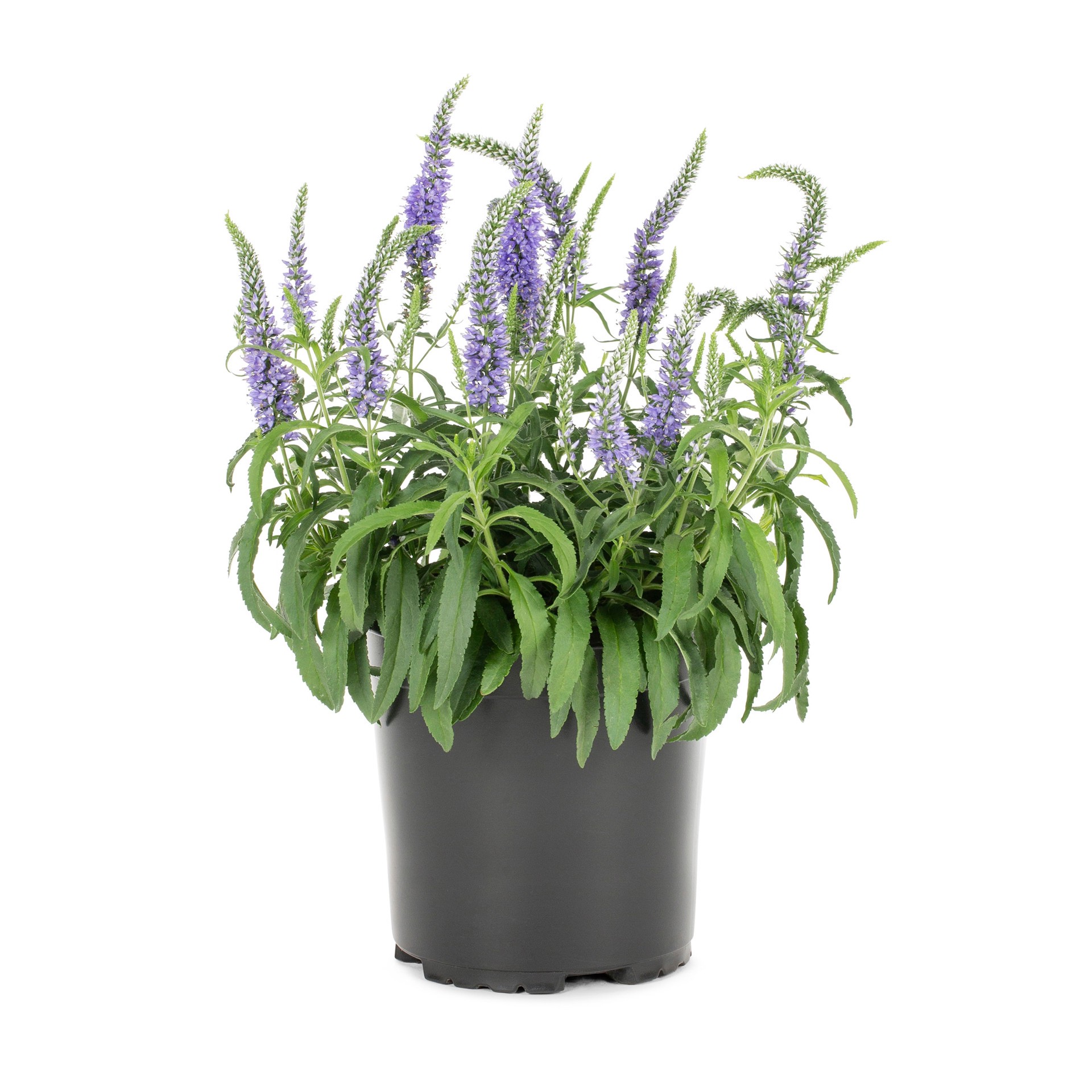 slide 1 of 3, Lowe's Multicolor Veronica Plant in 2.5 -Quart Pot 1 -Pack, 1 ct