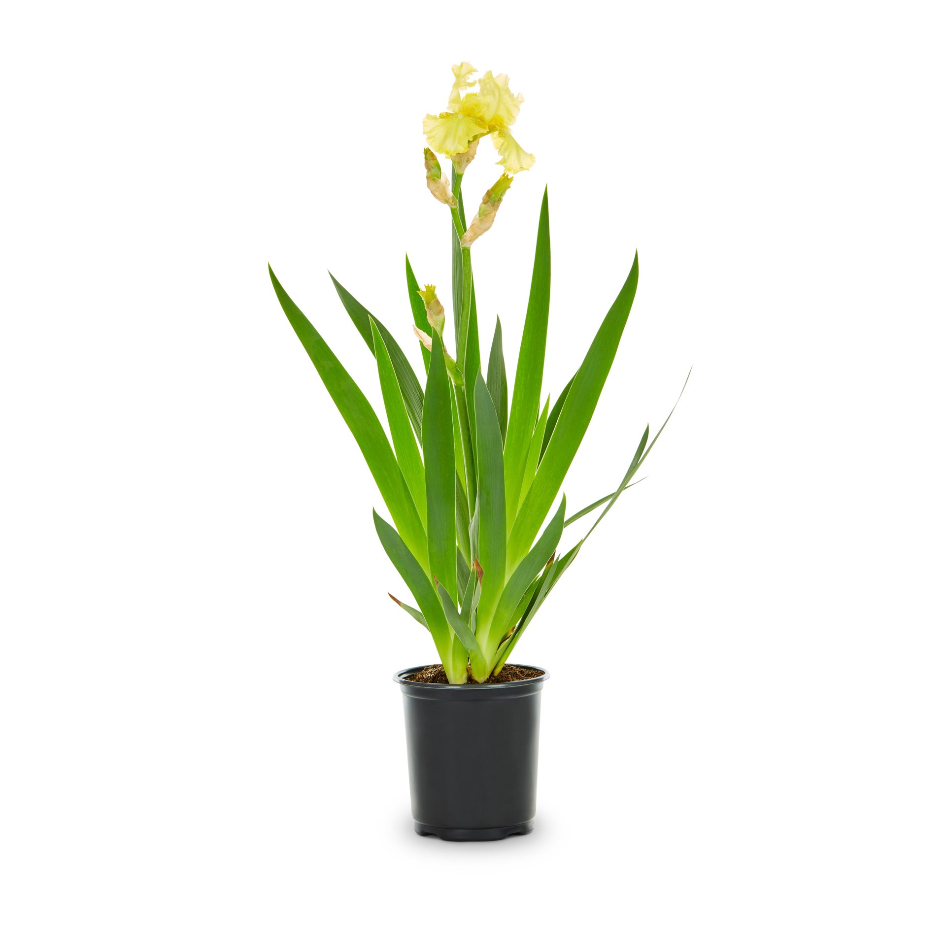 slide 3 of 4, Lowe's Iris Plant in 2.5 -Quart, 1 ct