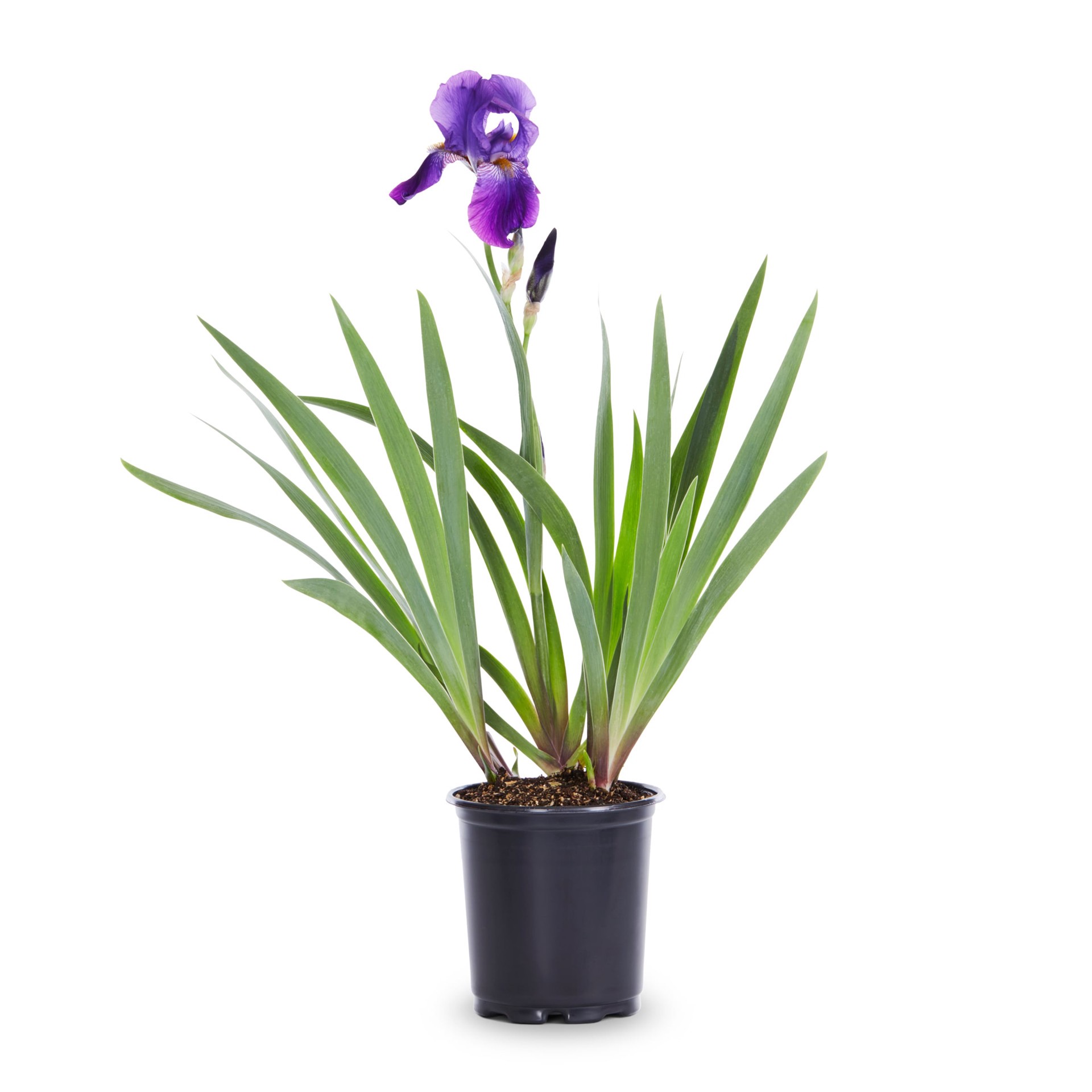 slide 1 of 4, Lowe's Iris Plant in 2.5 -Quart, 1 ct