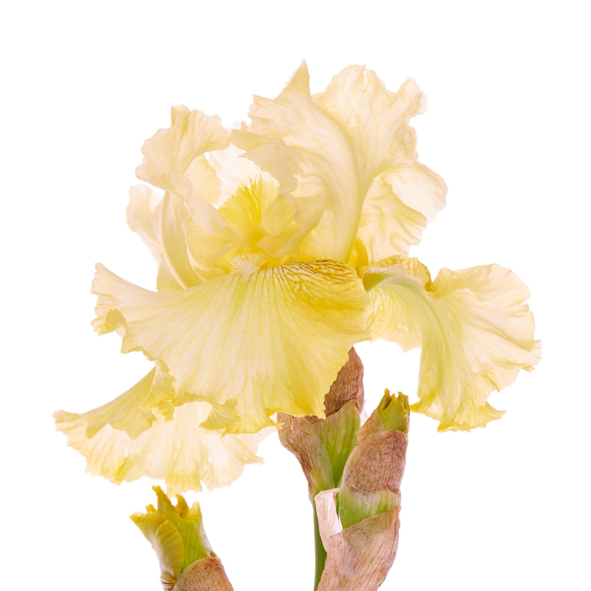 slide 4 of 4, Lowe's Iris Plant in 2.5 -Quart, 1 ct