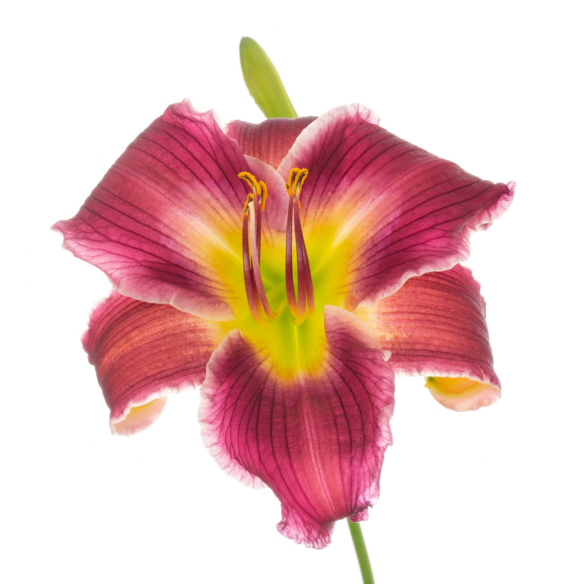 slide 2 of 6, Lowe's Multicolor Daylily Plant in -Quart Pot 1.0 -Pack, 1 ct