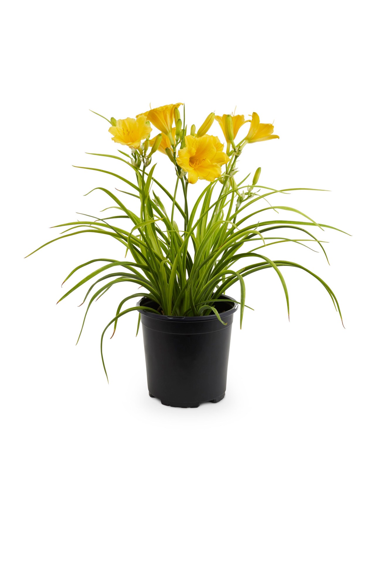slide 3 of 6, Lowe's Multicolor Daylily Plant in -Quart Pot 1.0 -Pack, 1 ct