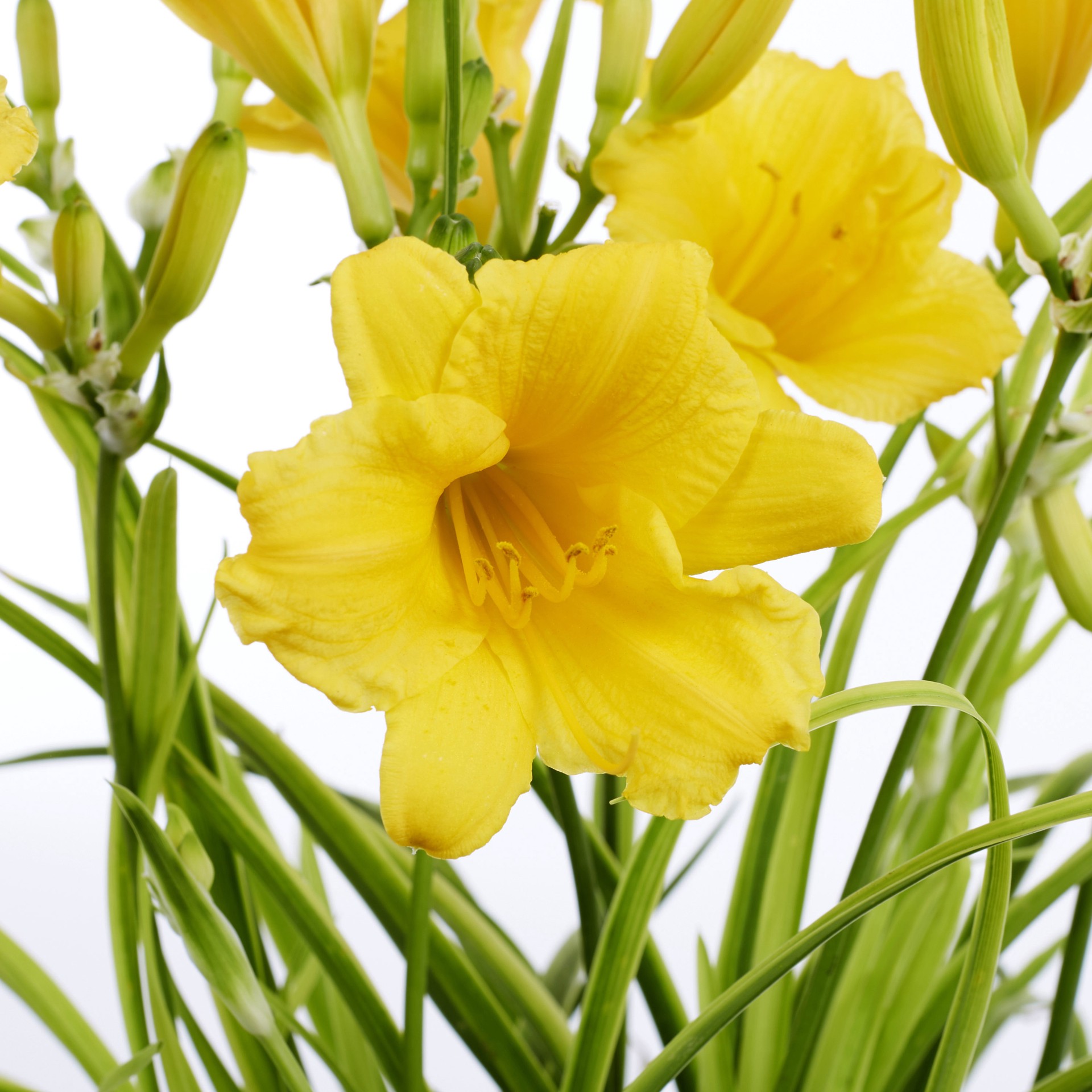 slide 4 of 6, Lowe's Multicolor Daylily Plant in -Quart Pot 1.0 -Pack, 1 ct