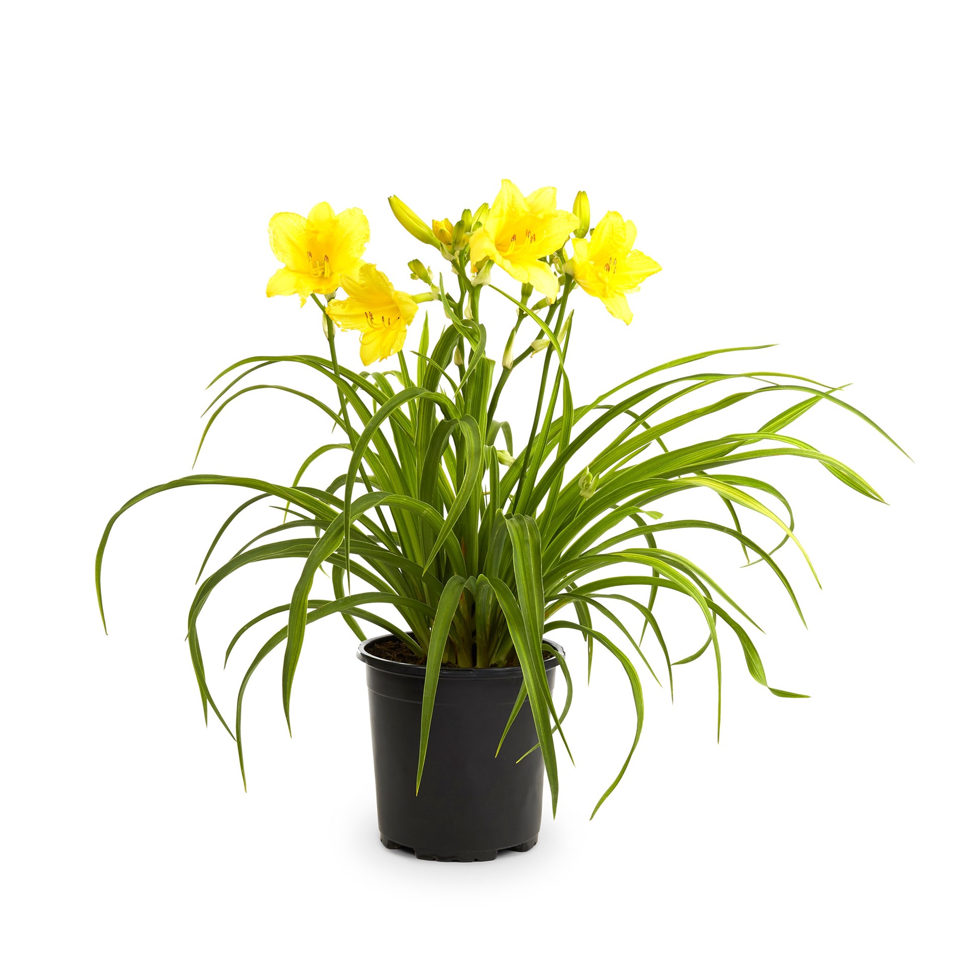slide 5 of 6, Lowe's Multicolor Daylily Plant in -Quart Pot 1.0 -Pack, 1 ct