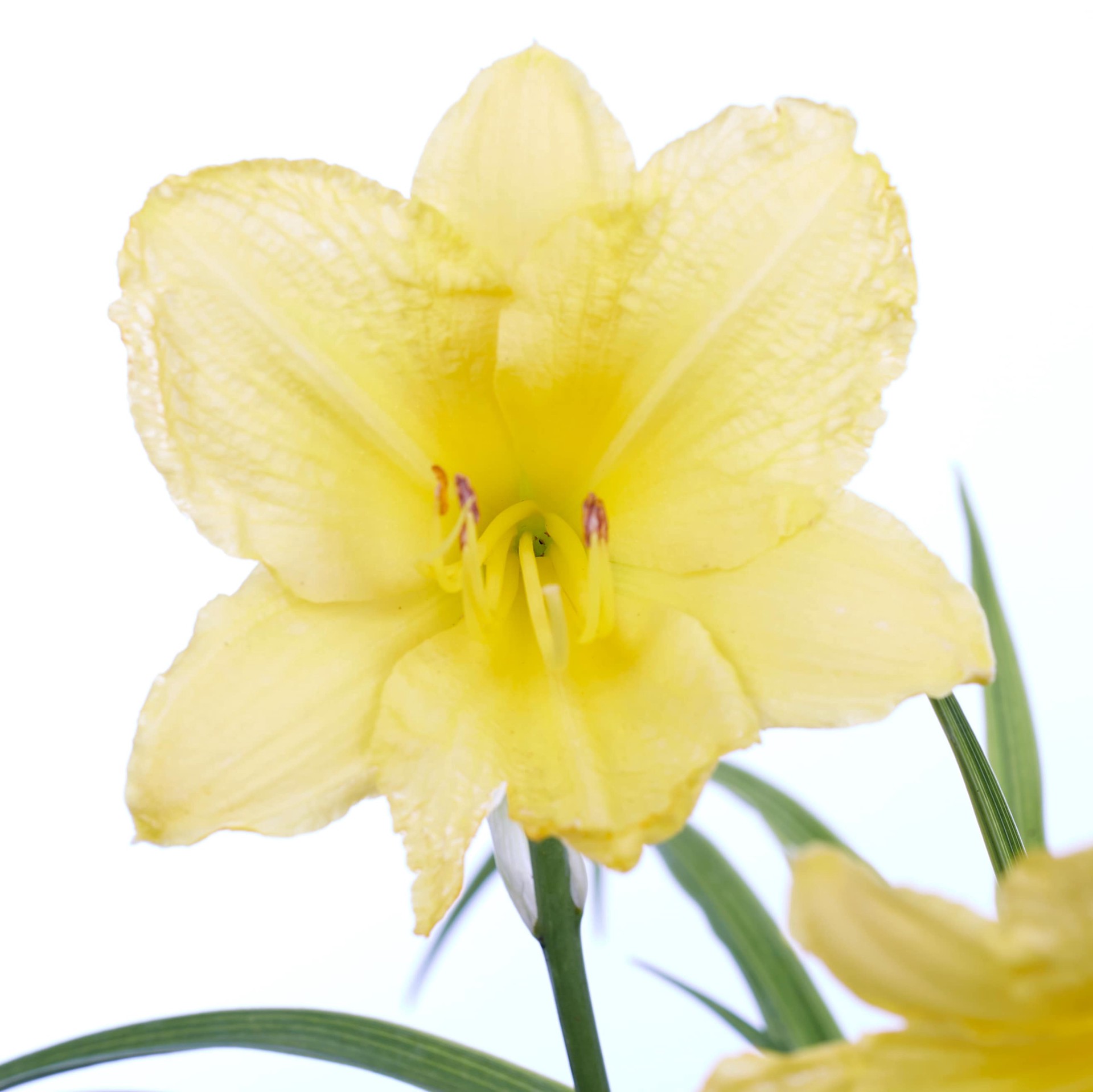 slide 6 of 6, Lowe's Multicolor Daylily Plant in -Quart Pot 1.0 -Pack, 1 ct