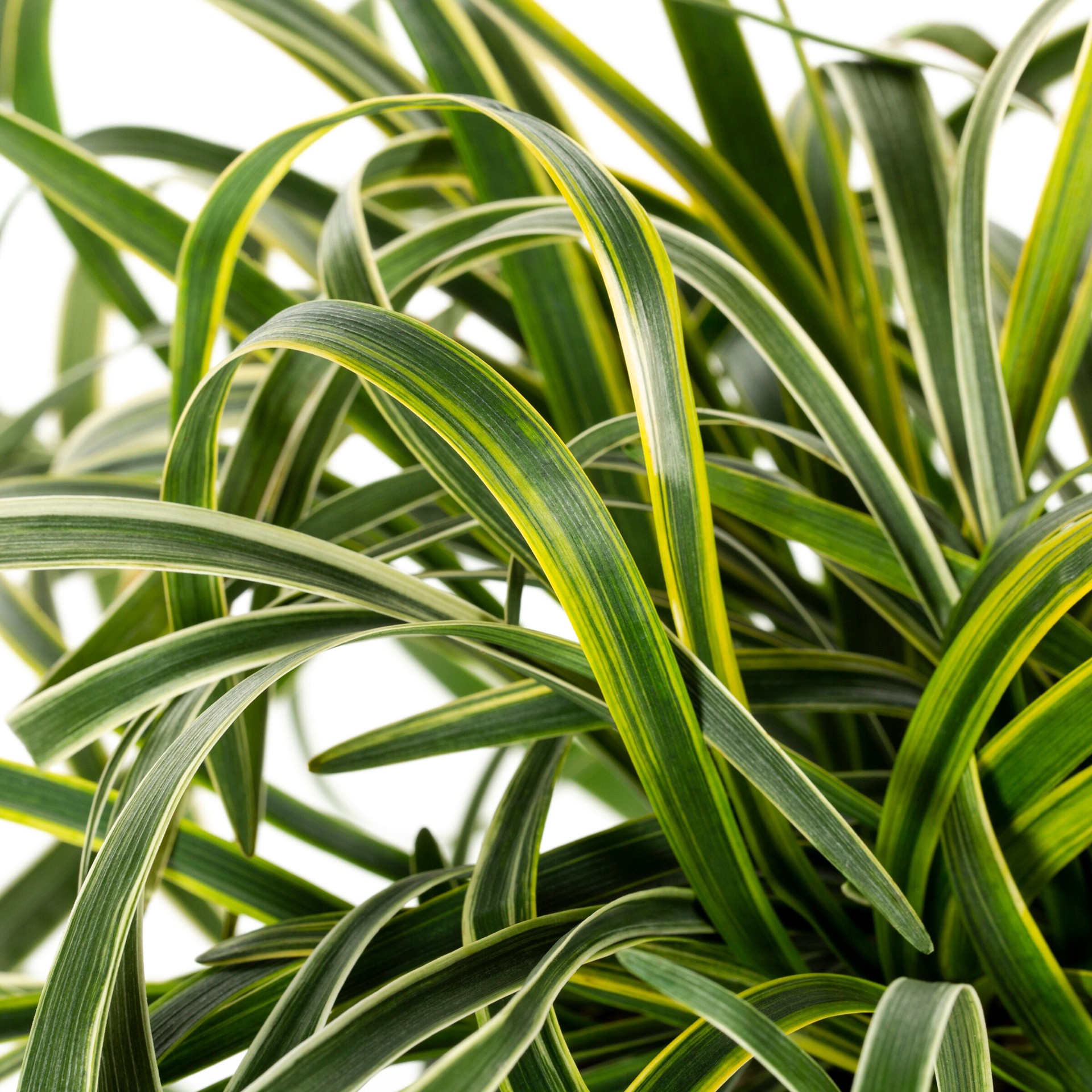 slide 2 of 4, Lowe's 2.5 Quart(s) 1 -Pack Lilyturf in Pot, 1 ct