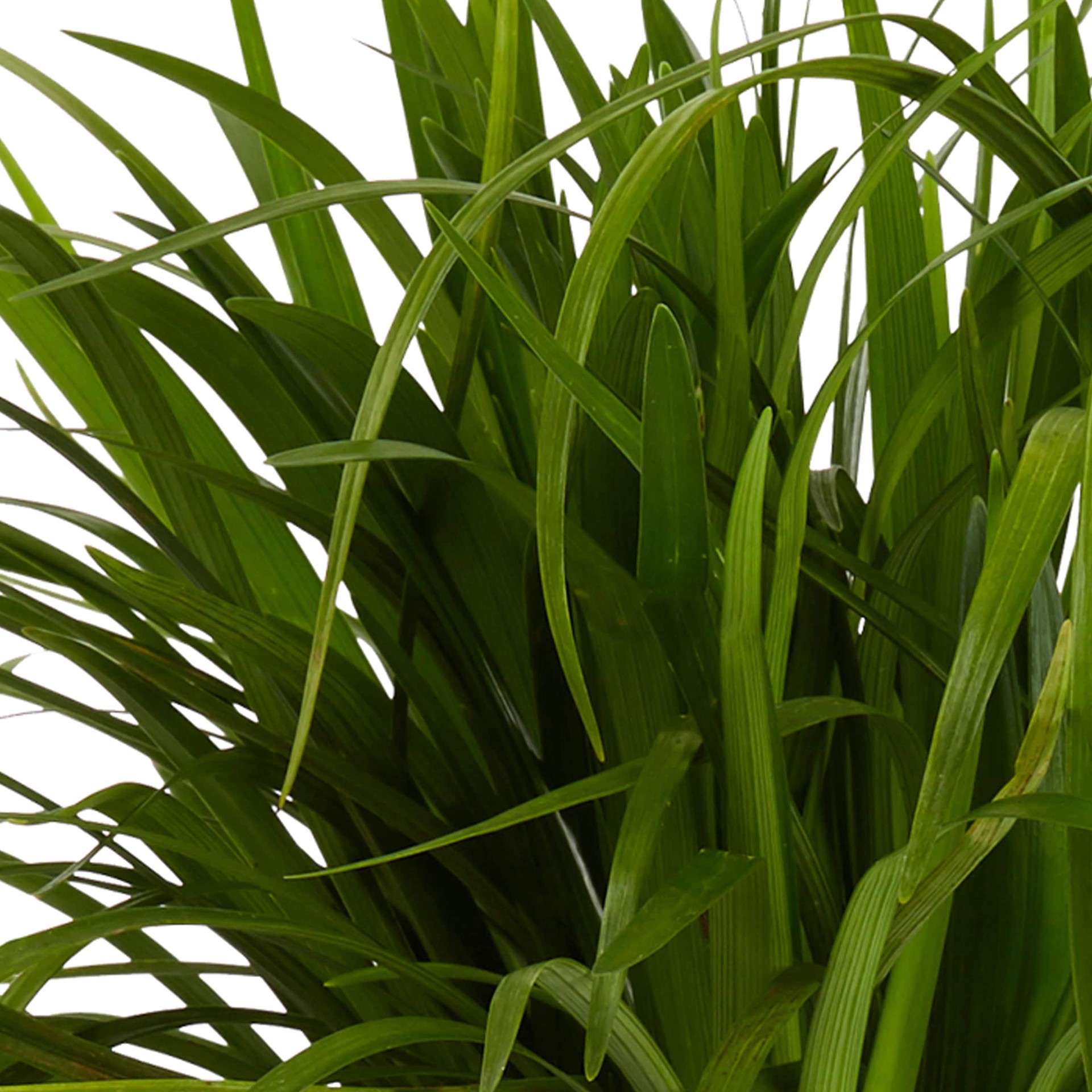 slide 2 of 4, Lowe's Blue Big Blue Liriope Plant in 2 -Quart Pot 1 -Pack, 1 ct