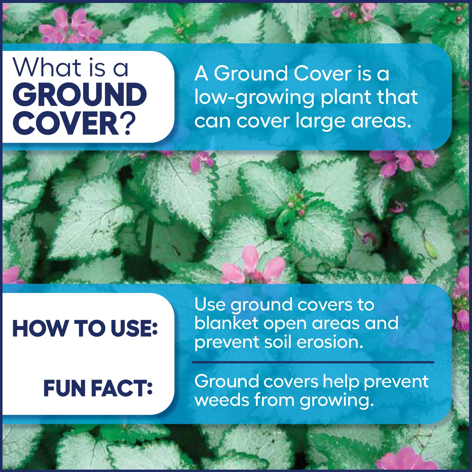 slide 3 of 4, Lowe's Blue Big Blue Liriope Plant in 2 -Quart Pot 1 -Pack, 1 ct