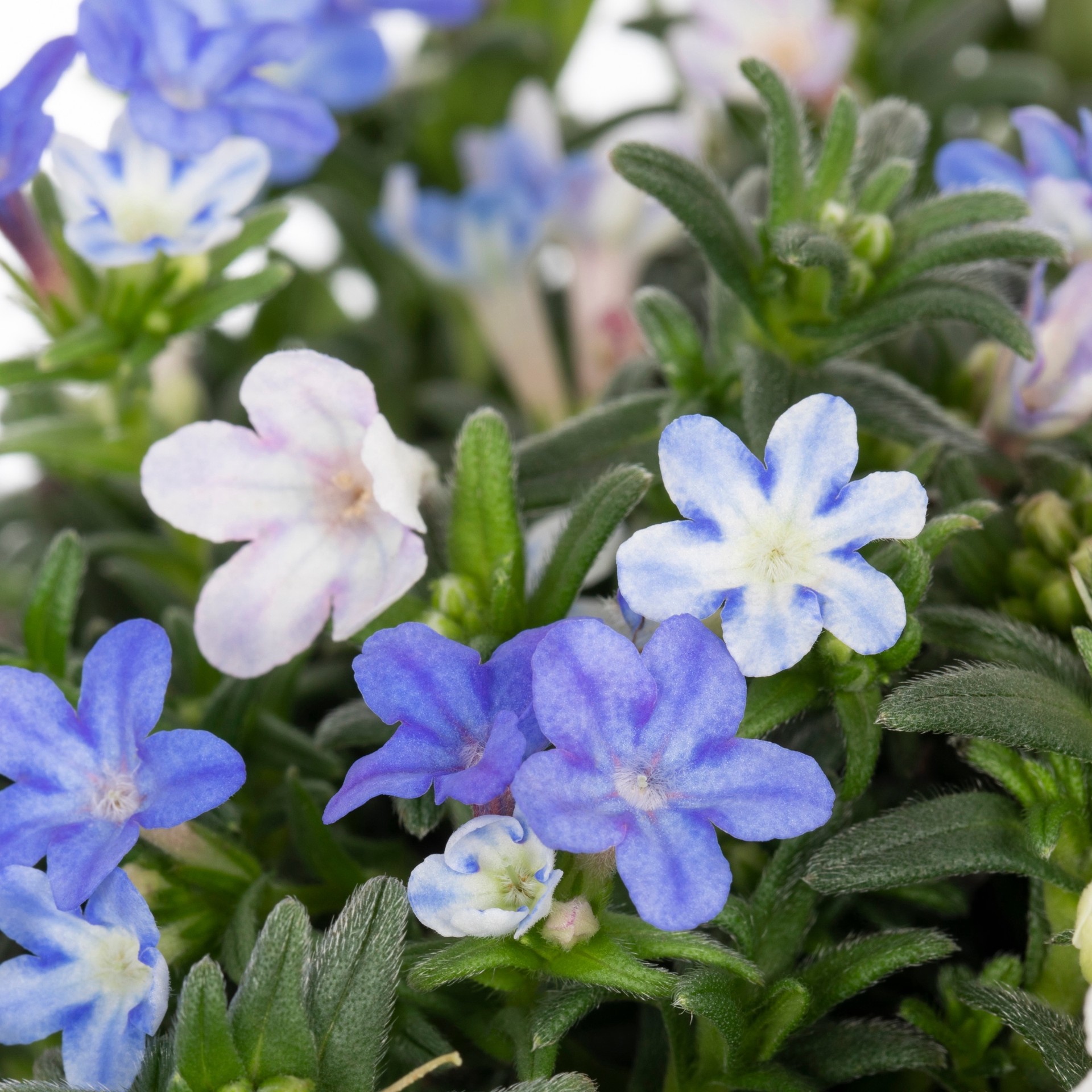 slide 2 of 2, Lowe's Blue Lithodora Plant in 2.5-Quart Pot, 1 ct