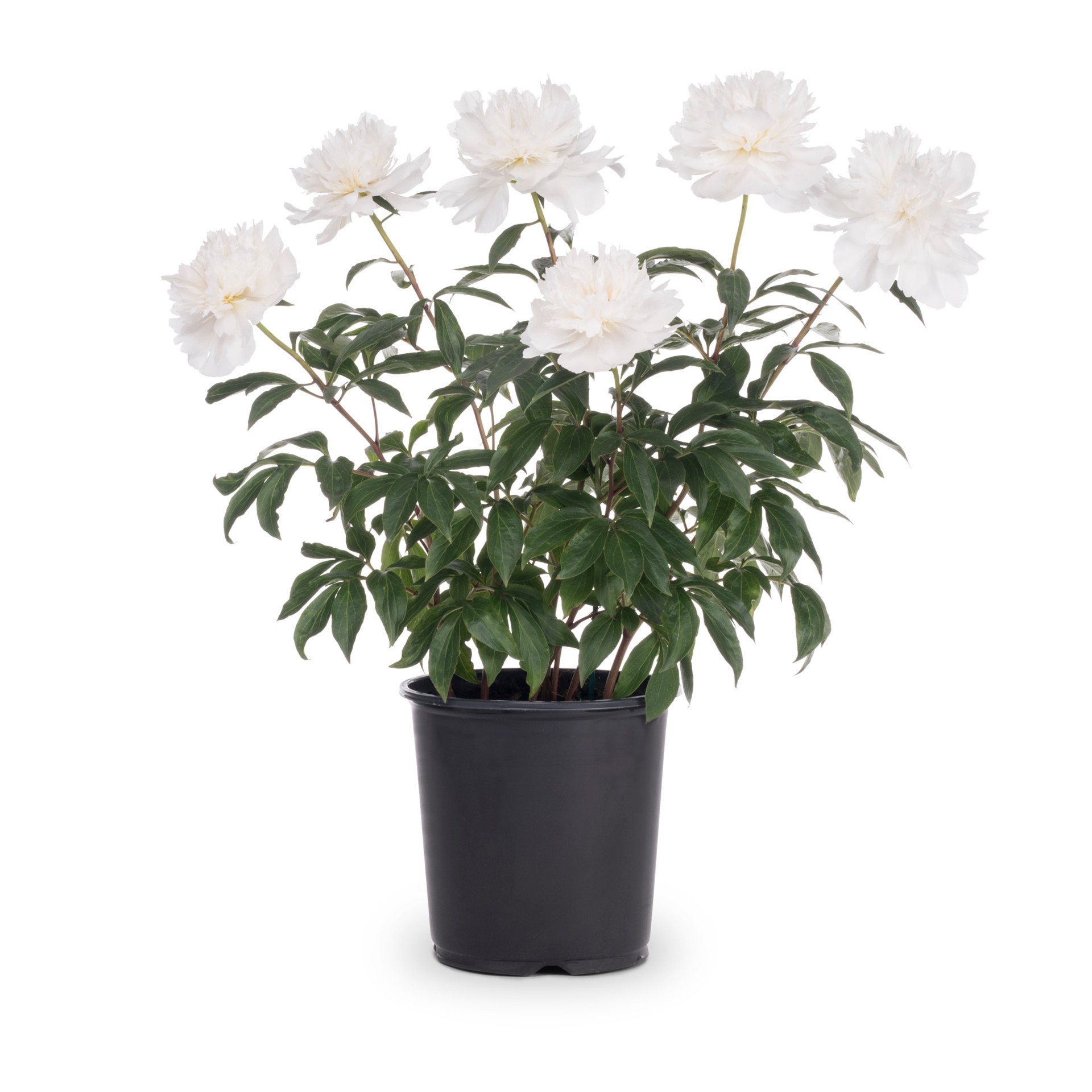 plant fertilizer for indoor plants Premium Liquid Indoor Plants Fertilizer - 3-1-2 Concentrate for Indoor Plants and Flowers by Gardenera | Organic Plant Food for Indoor Plants main image 0