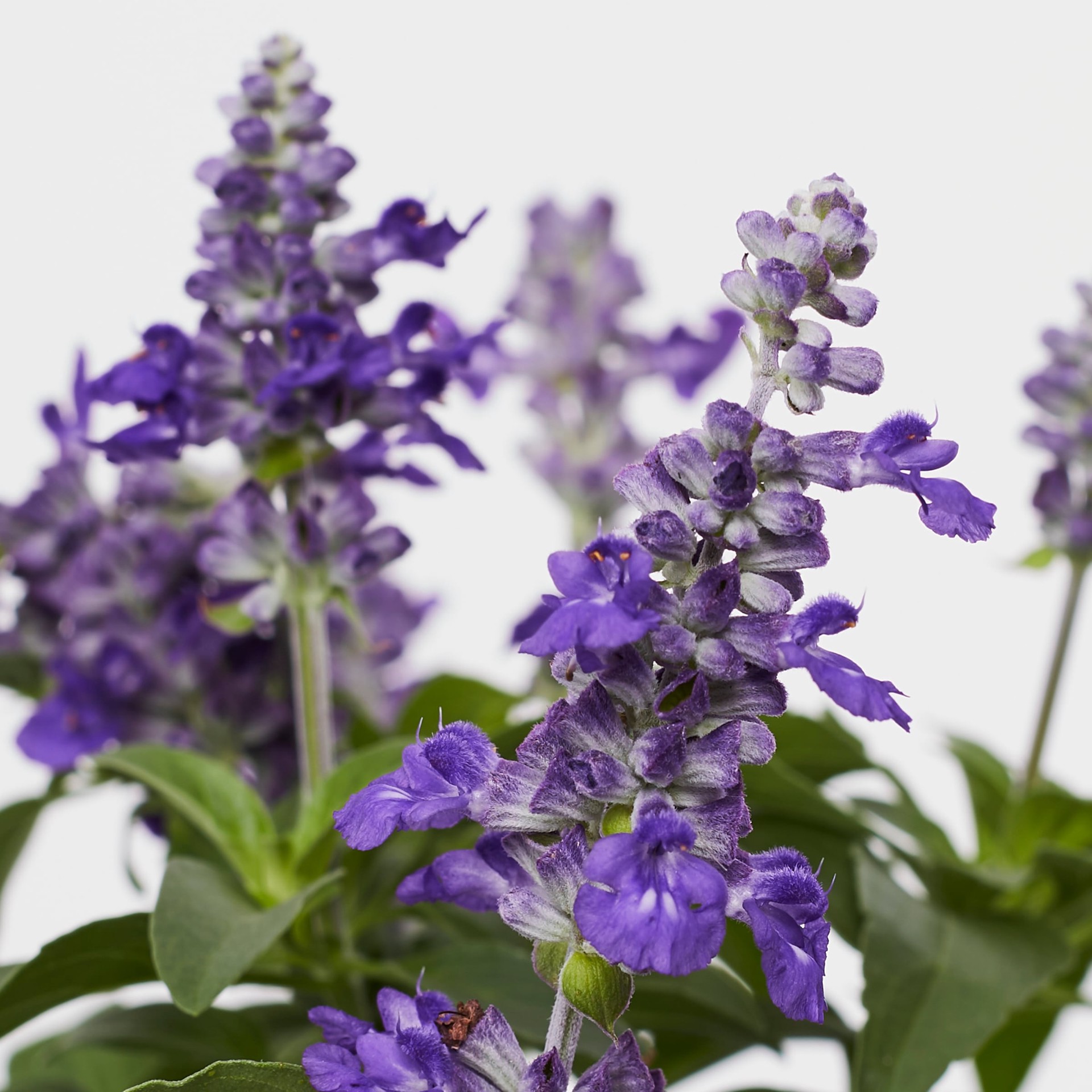 slide 2 of 4, Lowe's Multicolor Salvia Plant in 2 -Quart Pot 1 -Pack, 1 ct