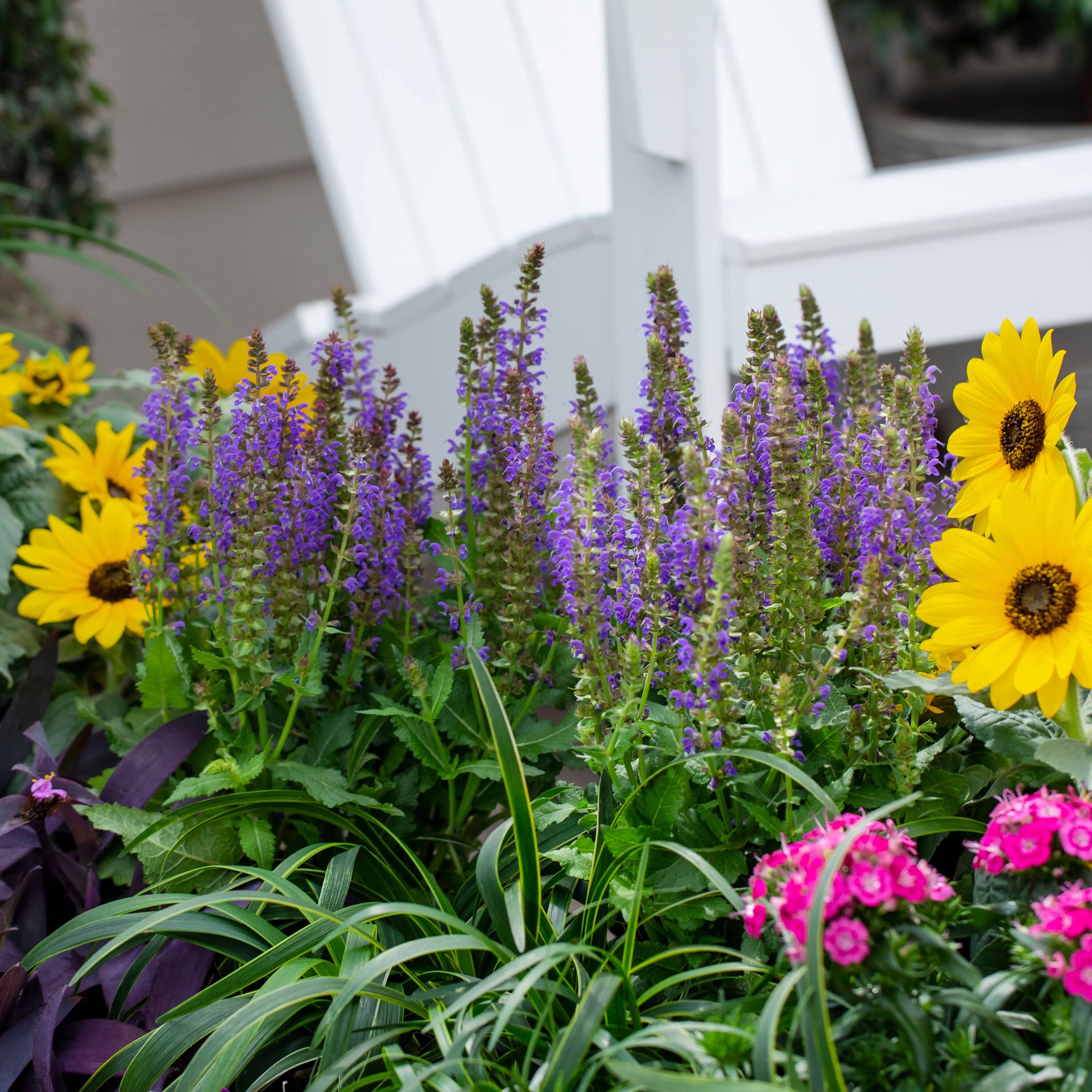 slide 3 of 4, Lowe's Multicolor Salvia Plant in 2 -Quart Pot 1 -Pack, 1 ct