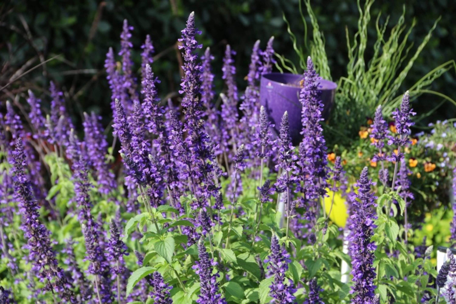 slide 4 of 4, Lowe's Multicolor Salvia Plant in 2 -Quart Pot 1 -Pack, 1 ct