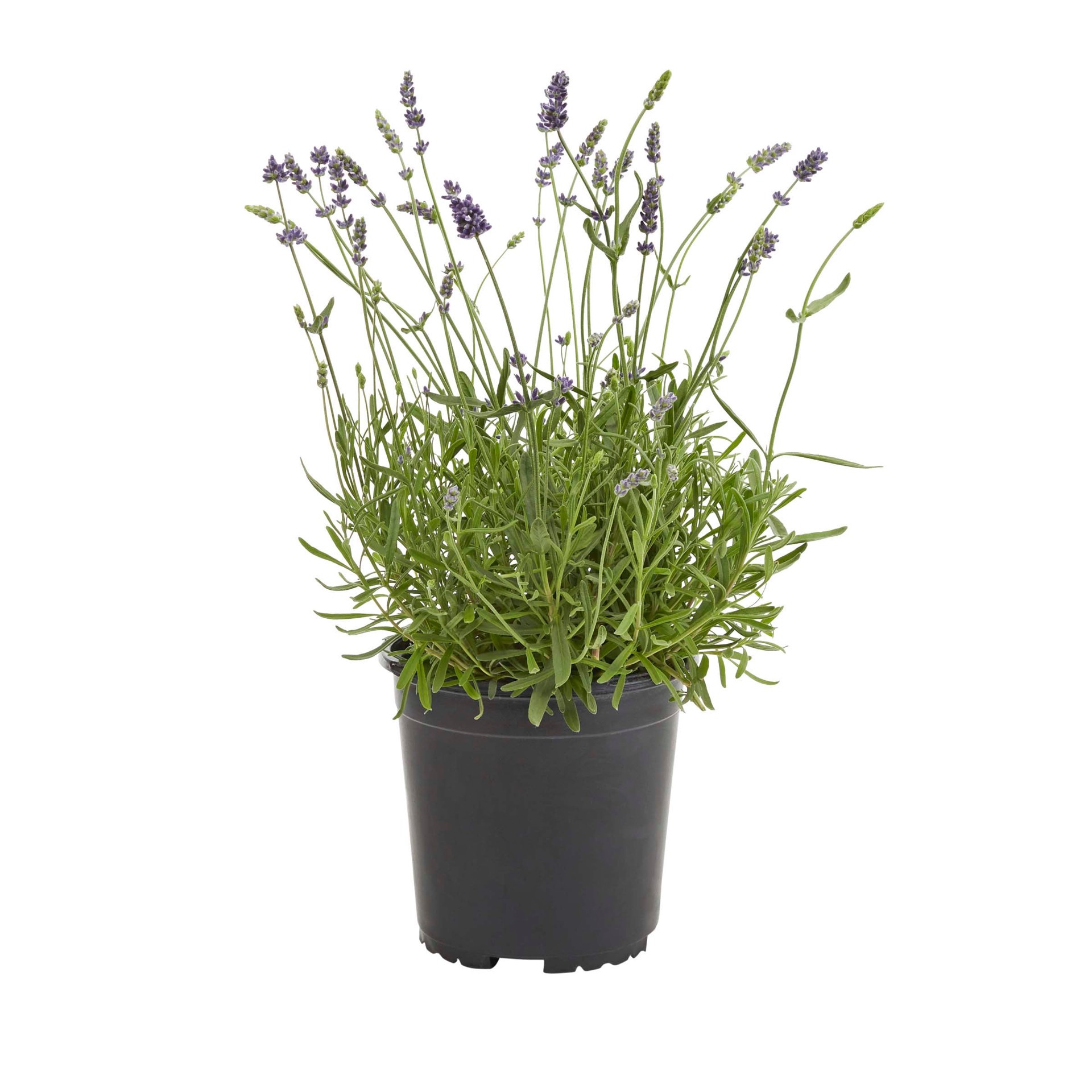 slide 2 of 6, Lowe's Lavender Lavender Plant in 2.5 -Quart Pot 1.0 -Pack, 1 ct