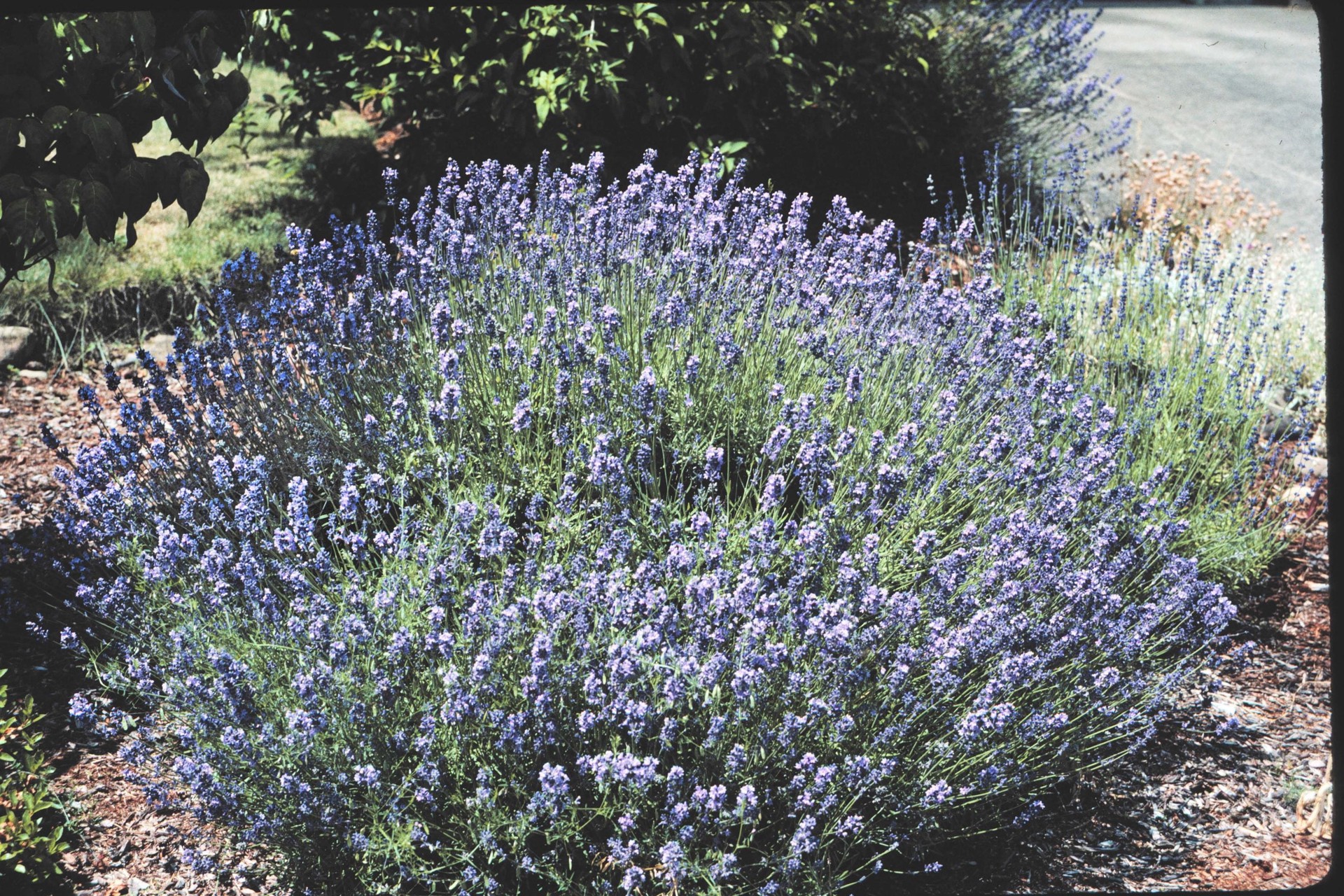 slide 3 of 6, Lowe's Lavender Lavender Plant in 2.5 -Quart Pot 1.0 -Pack, 1 ct
