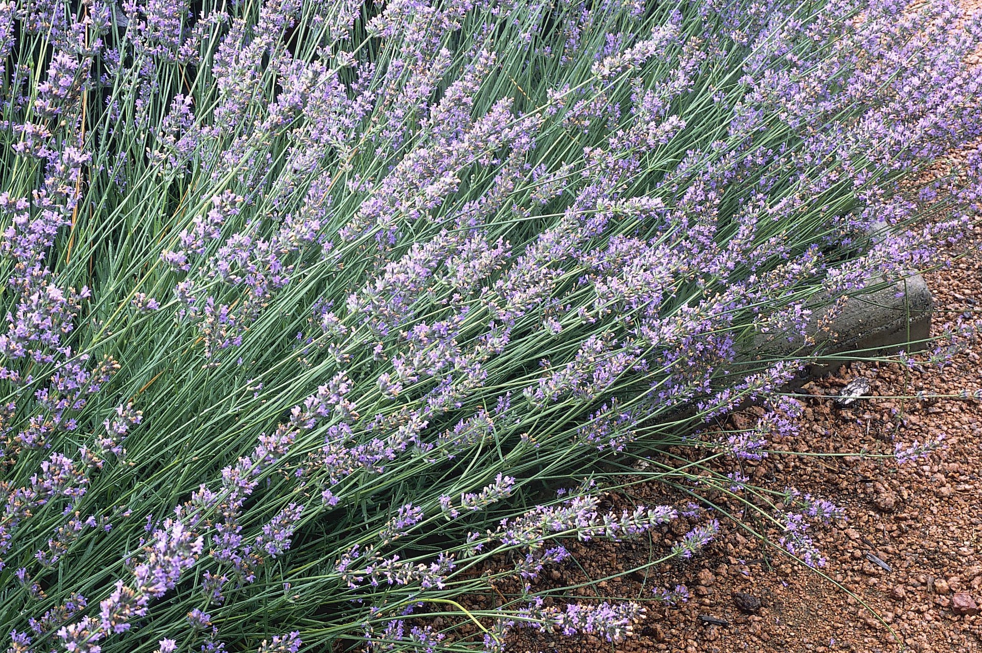 slide 4 of 6, Lowe's Lavender Lavender Plant in 2.5 -Quart Pot 1.0 -Pack, 1 ct