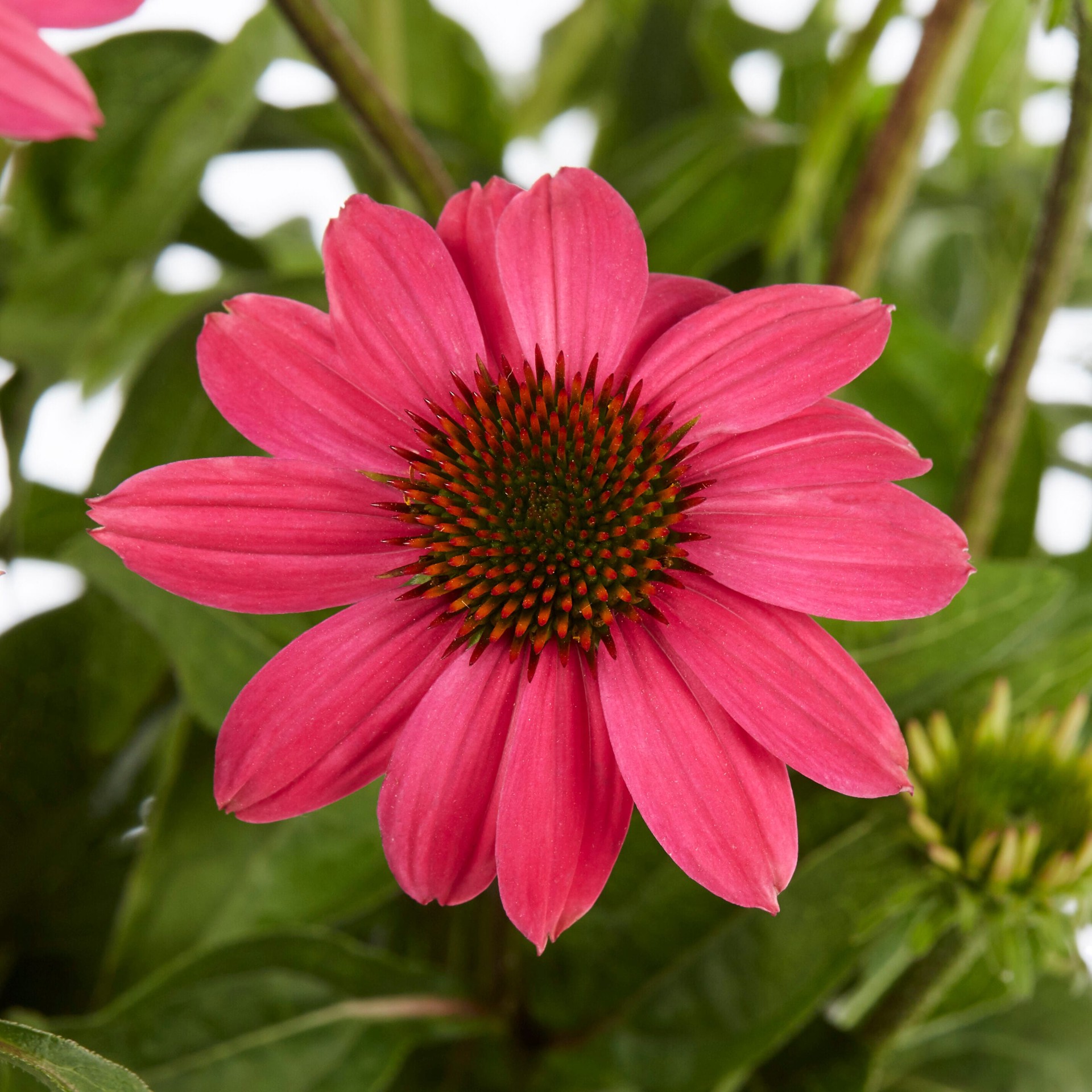 slide 2 of 4, Lowe's Multicolor Coneflower Plant in 2 -Quart Pot 1 -Pack, 1 ct