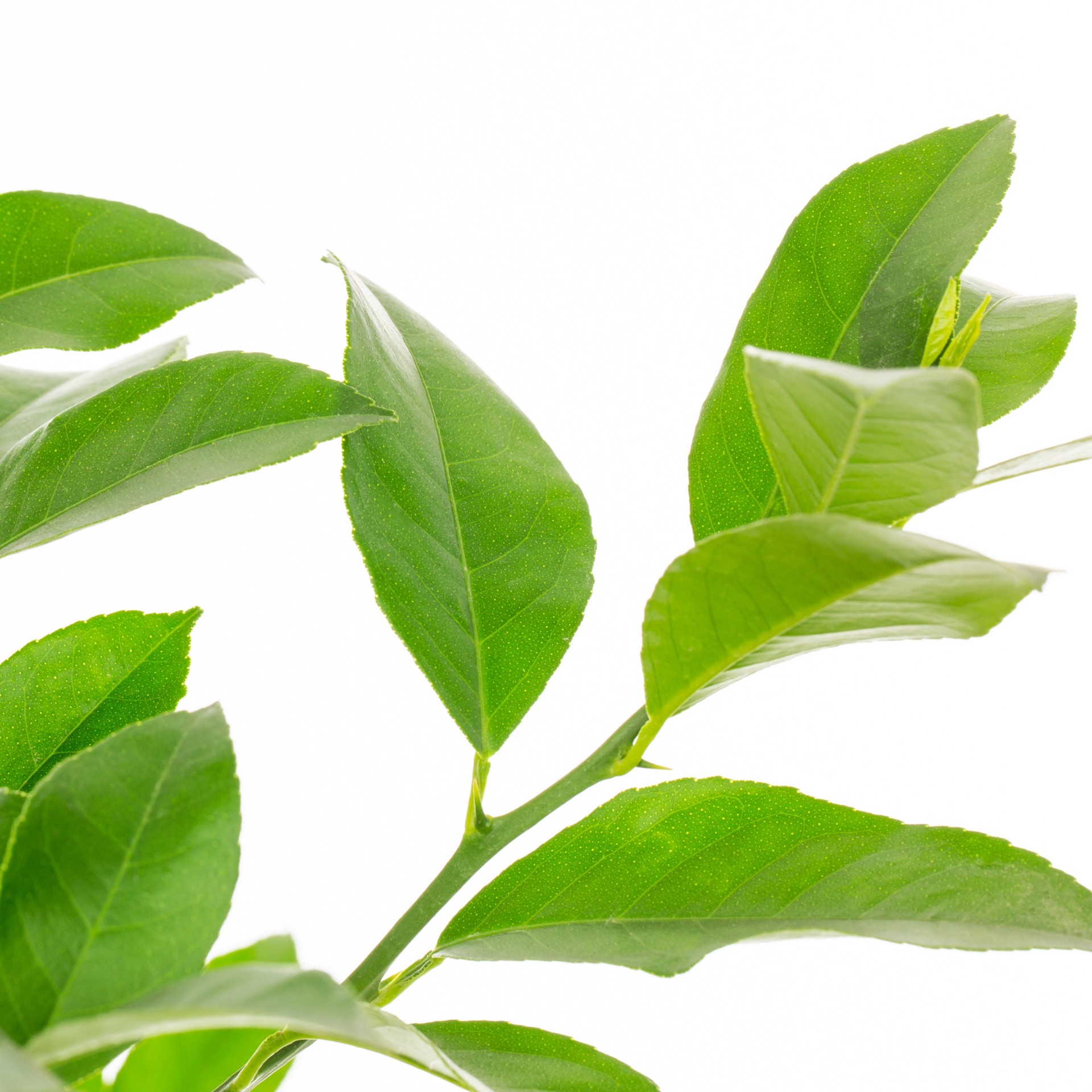 slide 2 of 3, Lowe's Lemon Plant, 1 ct