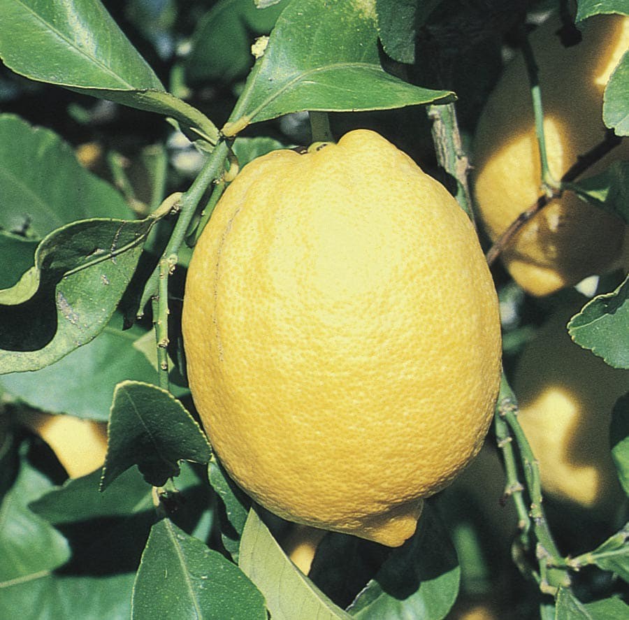 slide 3 of 3, Lowe's Lemon Plant, 1 ct