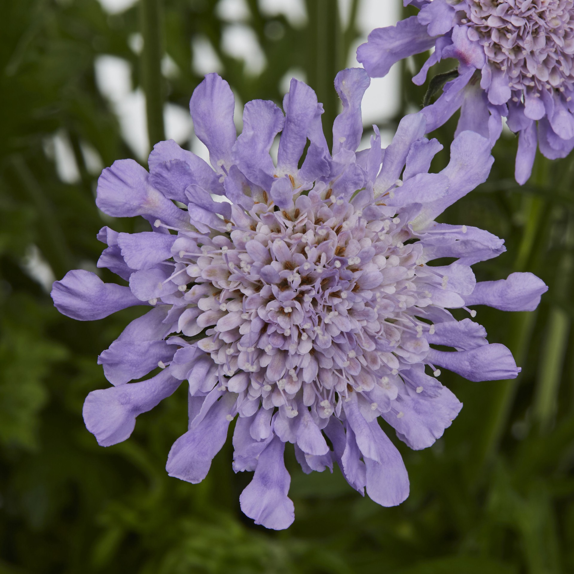 slide 3 of 3, Lowe's Blue Pincushion Flower Plant in 2.5-Quart Pot, 1 ct