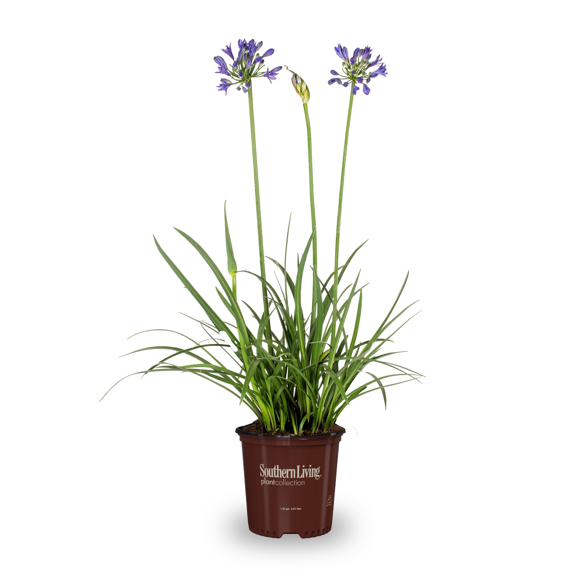 slide 1 of 4, Lowe's Queen Mum Agapanthus Flowering Shrub in 2.5 -Quart Pot 1 -Pack with Blue Blooms, 1 ct