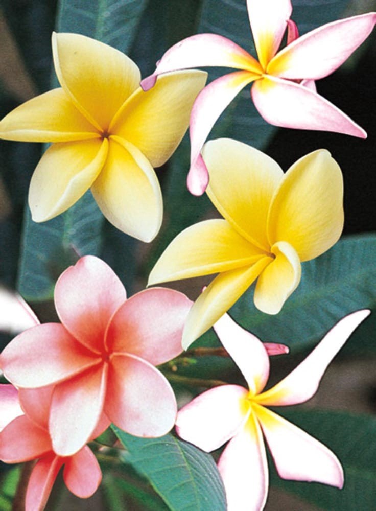 slide 1 of 1, Lowe's Plumeria Shrub in 1 -Quart Pot with Multicolor Blooms, 1 ct