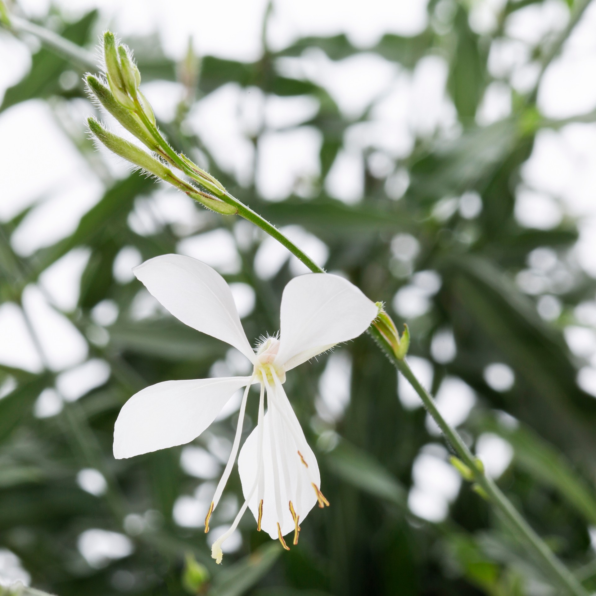 slide 4 of 5, Lowe's Bee Blossom Plant in 2.5-Quart, 1 ct
