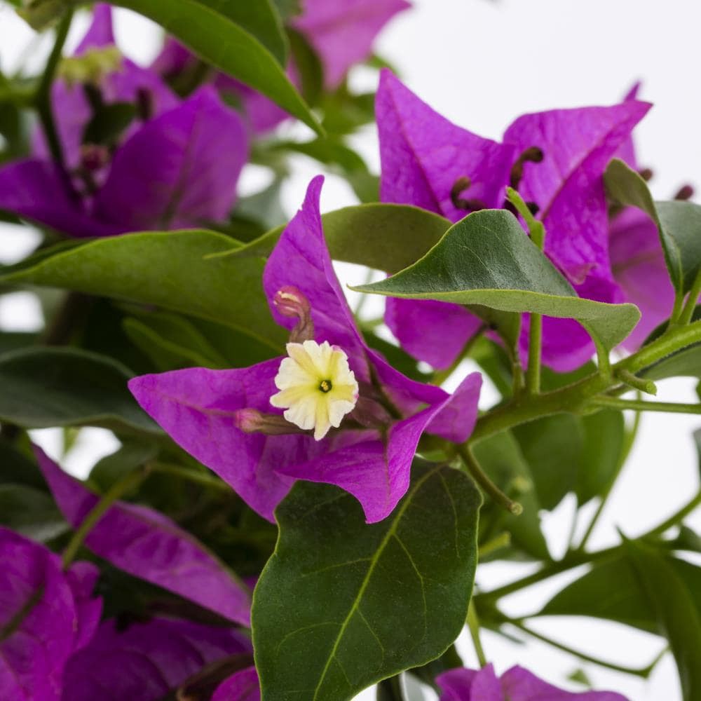 slide 2 of 4, Lowe's Hybrid Bougainvillea Flowering Shrub in 3.58 -Gallon Pot 1.0 -Pack with Multicolor Blooms, 1 ct
