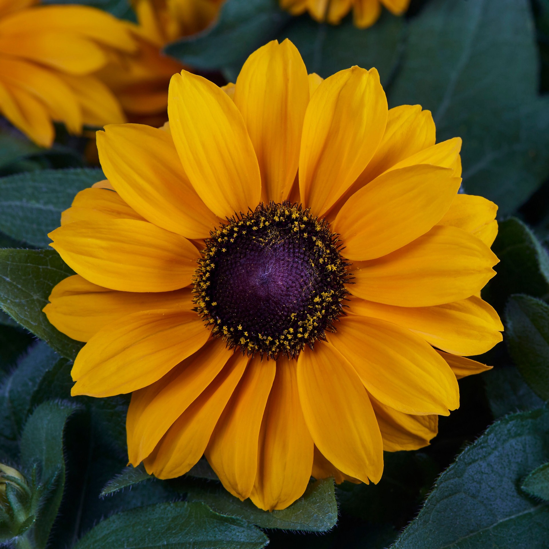 slide 2 of 2, Lowe's Multicolor Black-eyed Susan Plant in 2.5 -Quart Pot, 1 ct