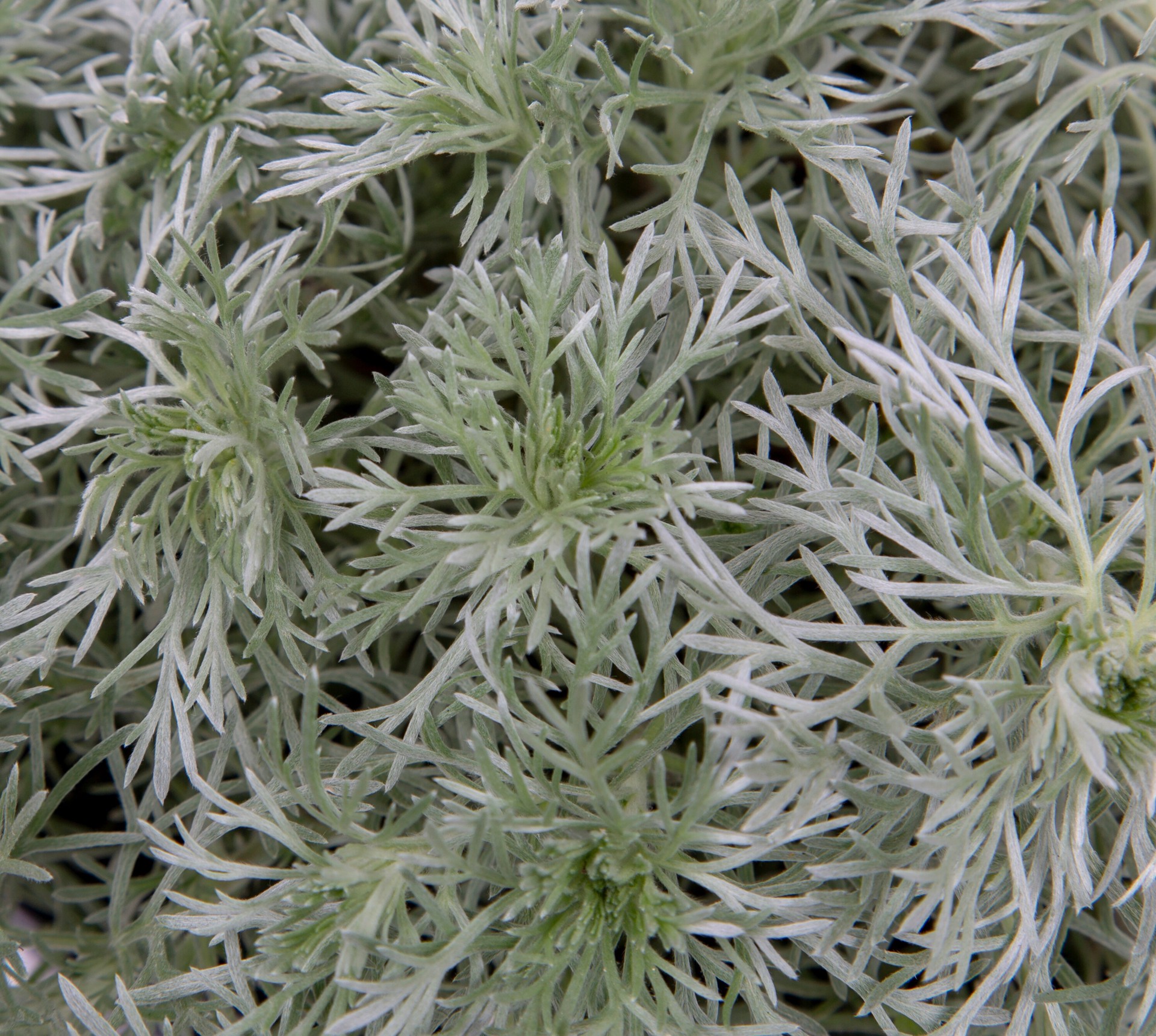 slide 2 of 2, Lowe's Multicolor Artemisia Plant in 2.5-Quart Pot, 1 ct