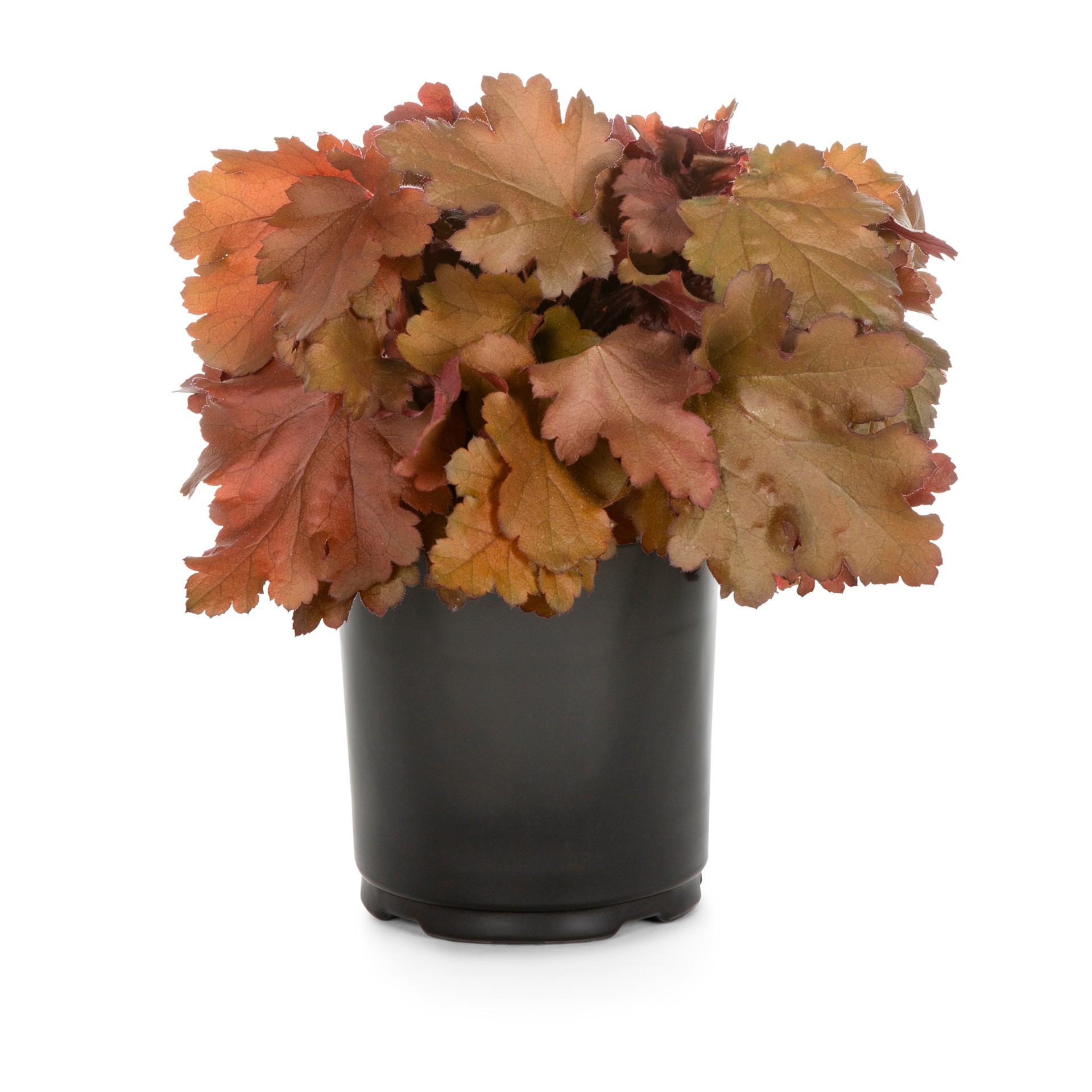 slide 5 of 6, Lowe's Coral Bells Plant in 2.5-Quart Pot, 1 ct