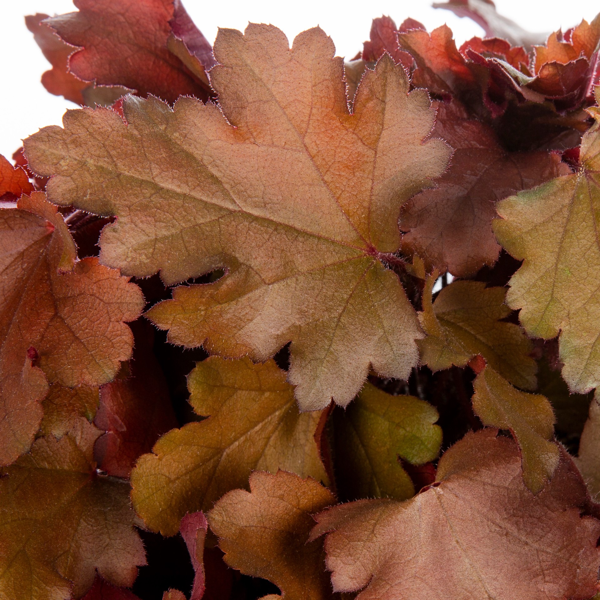 slide 6 of 6, Lowe's Coral Bells Plant in 2.5-Quart Pot, 1 ct