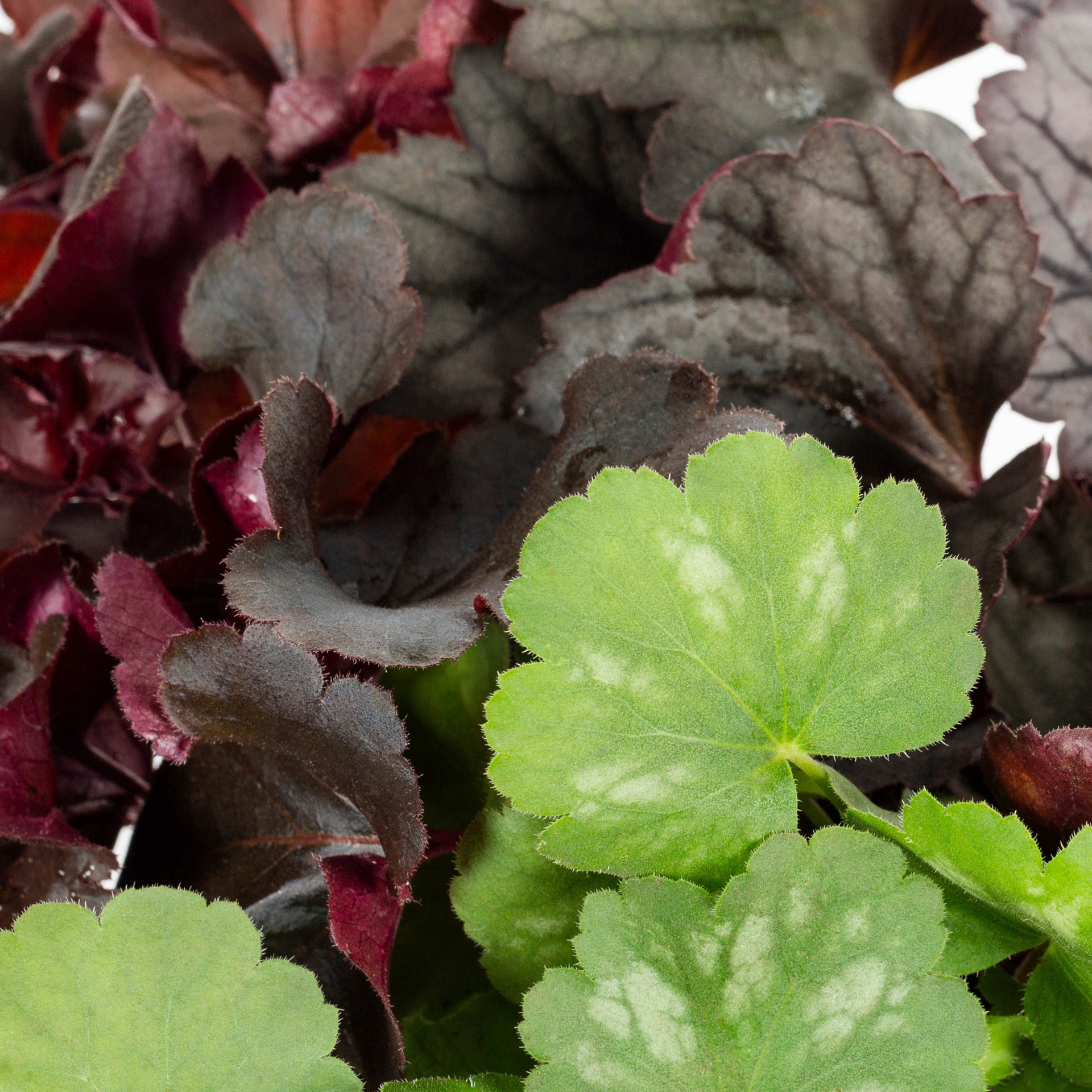 slide 2 of 6, Lowe's Coral Bells Plant in 2.5 -Quart Pot 1 -Pack, 1 ct