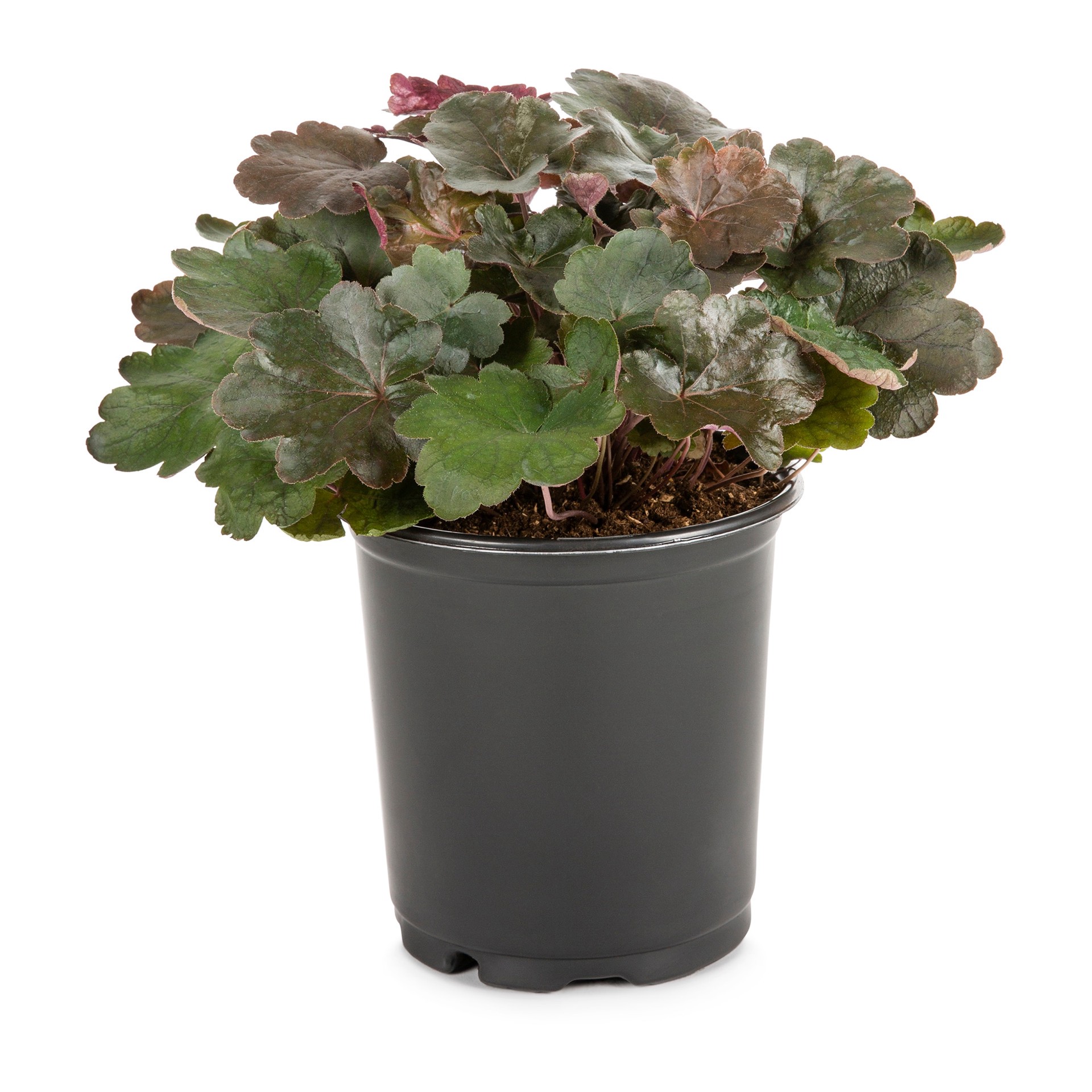 slide 3 of 6, Lowe's Coral Bells Plant in 2.5 -Quart Pot 1 -Pack, 1 ct