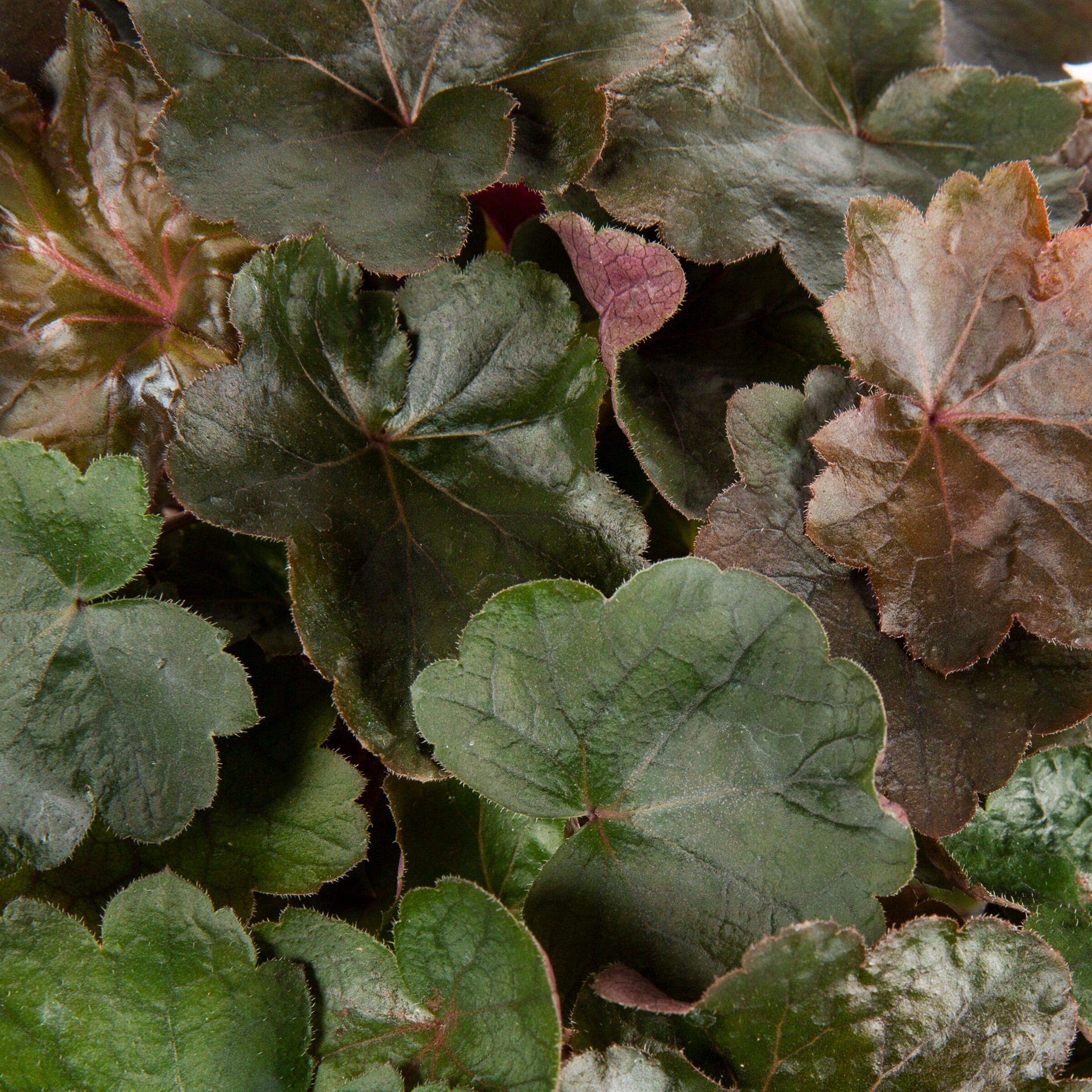 slide 4 of 6, Lowe's Coral Bells Plant in 2.5 -Quart Pot 1 -Pack, 1 ct