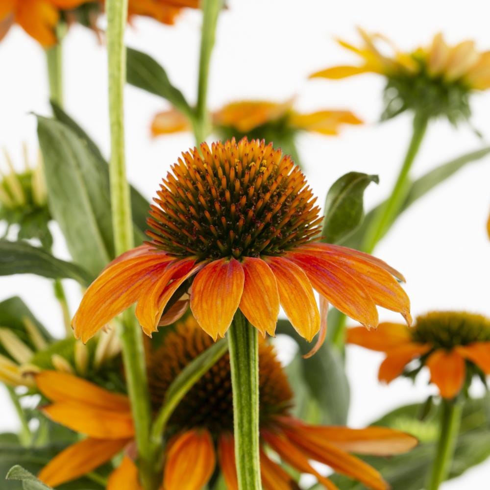 slide 2 of 6, Lowe's Multicolor Coneflower Plant Pot, 1 ct