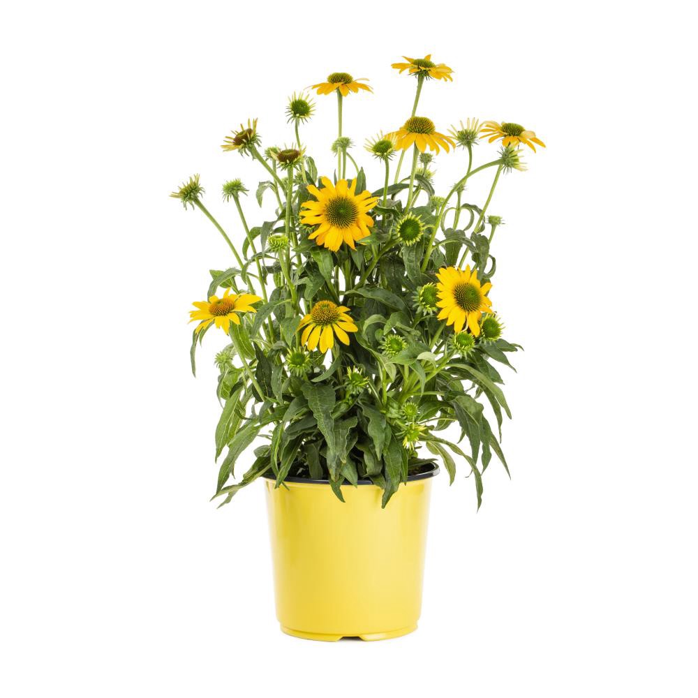 slide 3 of 6, Lowe's Multicolor Coneflower Plant Pot, 1 ct