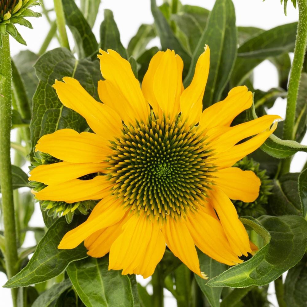 slide 4 of 6, Lowe's Multicolor Coneflower Plant Pot, 1 ct