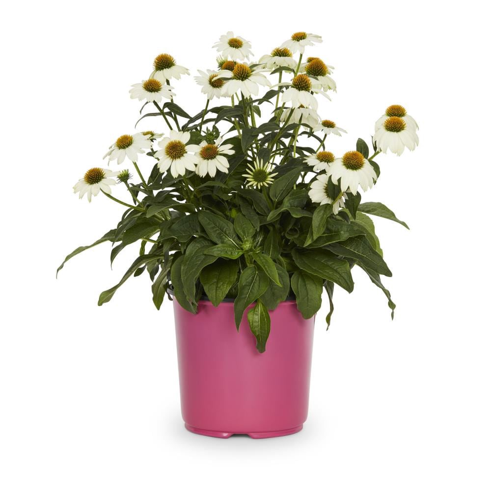 slide 5 of 6, Lowe's Multicolor Coneflower Plant Pot, 1 ct