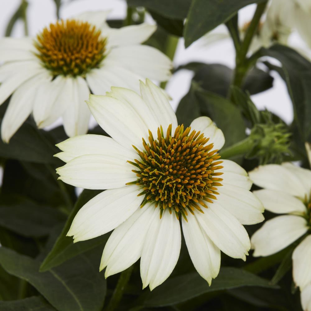 slide 6 of 6, Lowe's Multicolor Coneflower Plant Pot, 1 ct