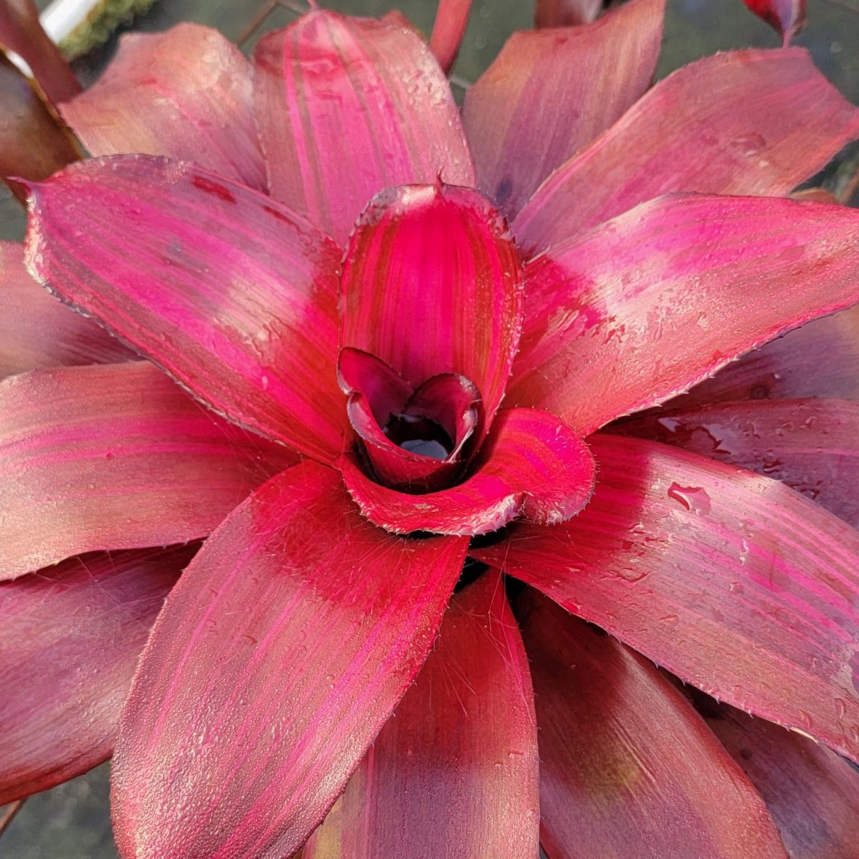 slide 2 of 4, Lowe's Burgundy Bromeliad Accent Shrub in 1.41 -Quart Pot 1 -Pack with Red Blooms, 1 ct