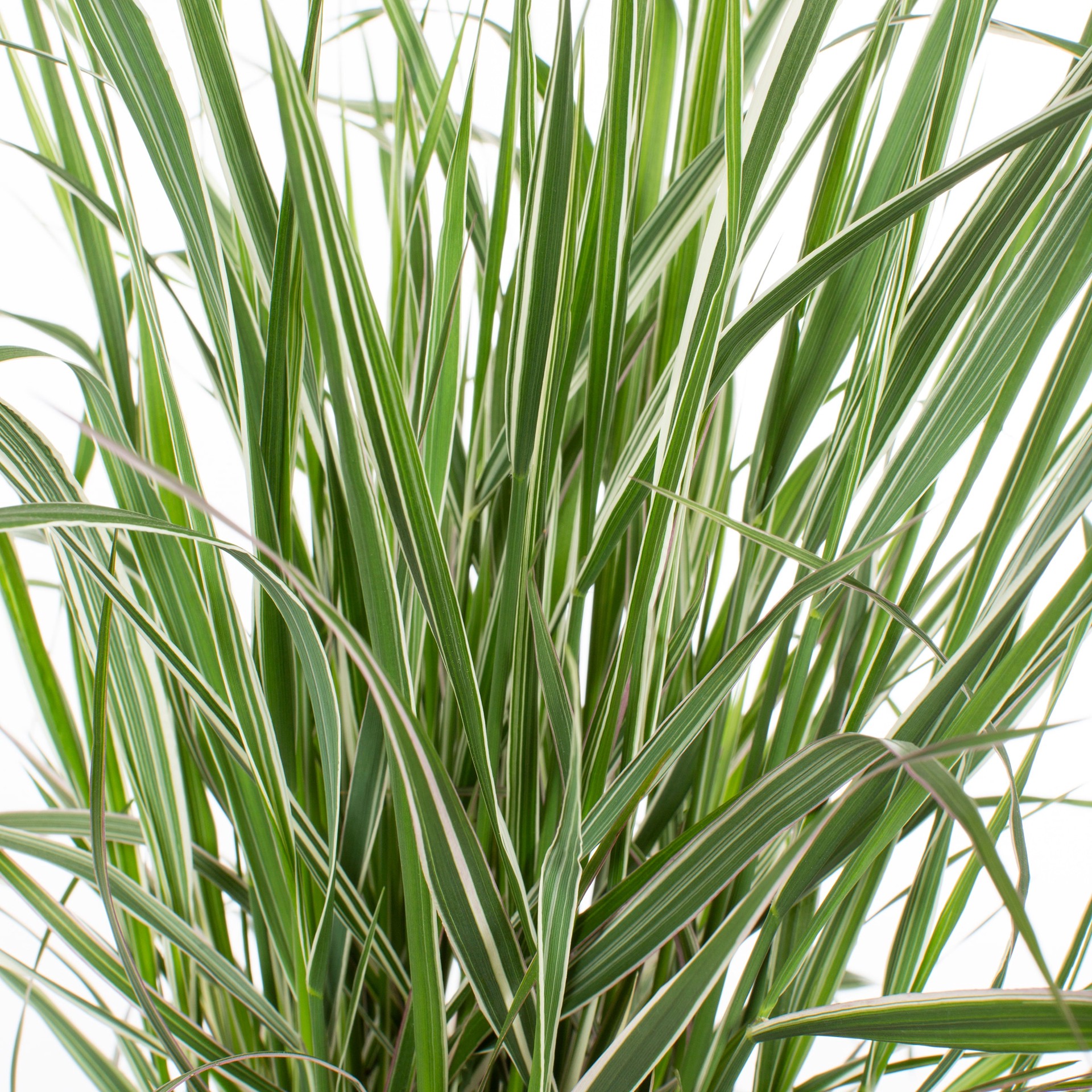 slide 2 of 4, Lowe's Multicolor Calamagrostis Grass Plant in 1.5 -Gallon Pot 1 -Pack, 1 ct