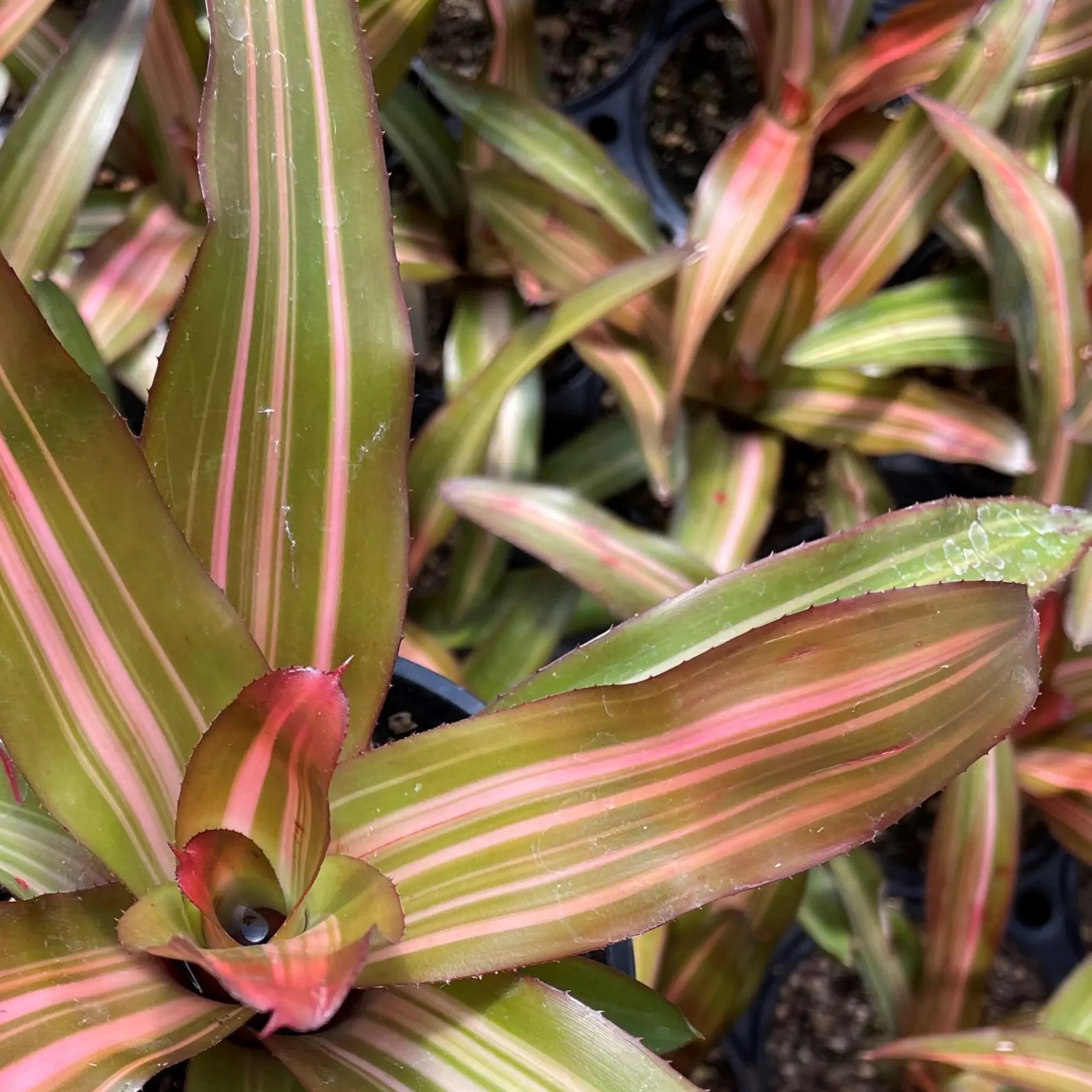 slide 2 of 4, Lowe's Variegated Bromeliad Accent Shrub in 1.41 -Quart Pot 1 -Pack with Multicolor Blooms, 1 ct