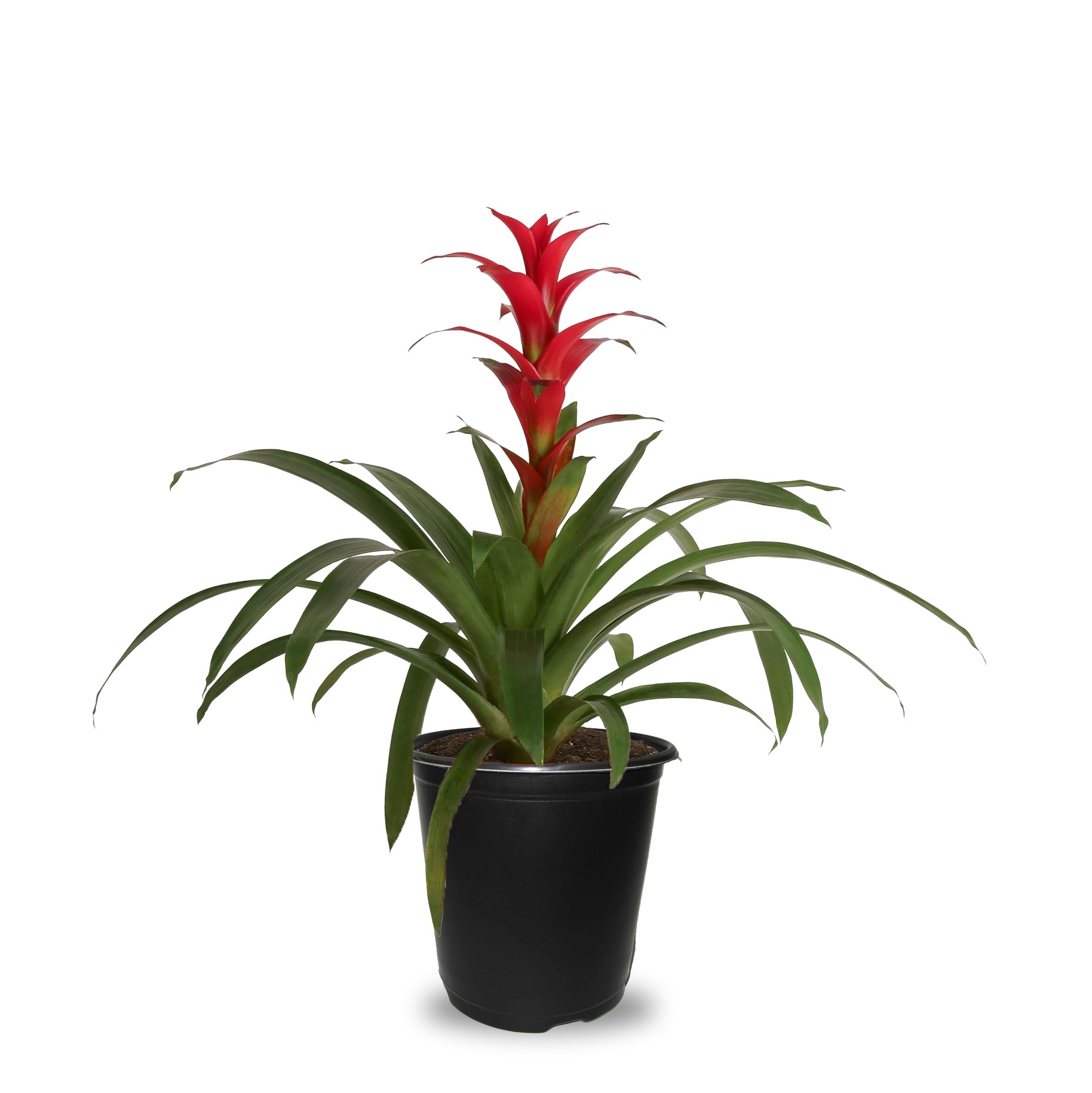 slide 1 of 4, Lowe's Variegated Bromeliad Accent Shrub in 1.41 -Quart Pot 1 -Pack with Multicolor Blooms, 1 ct