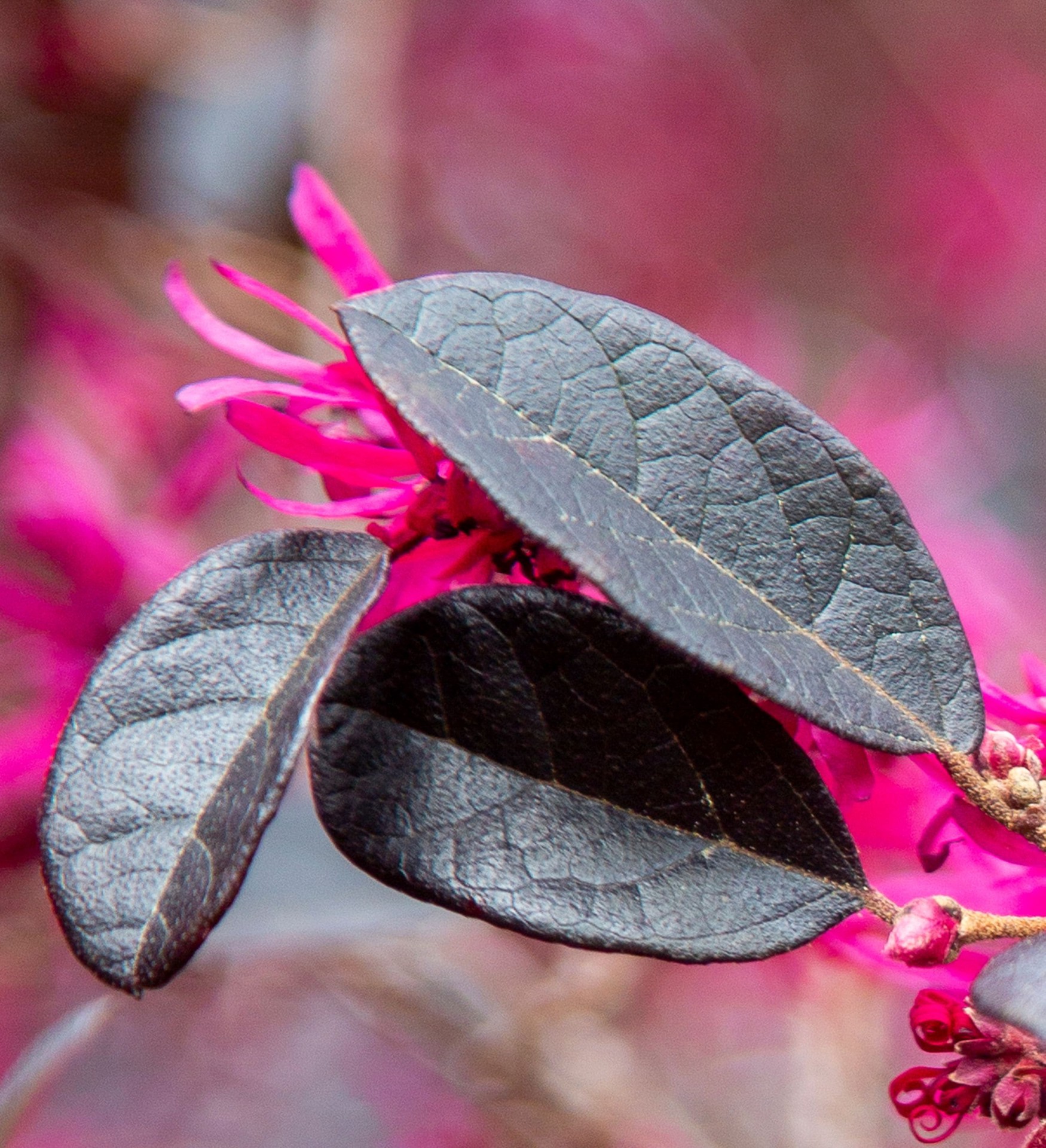 slide 2 of 4, Lowe's Purple Diamond#174 Semi-dwarf Loropetalum Accent Shrub in 2.00 -Gallon Pot with Pink Blooms, 1 ct