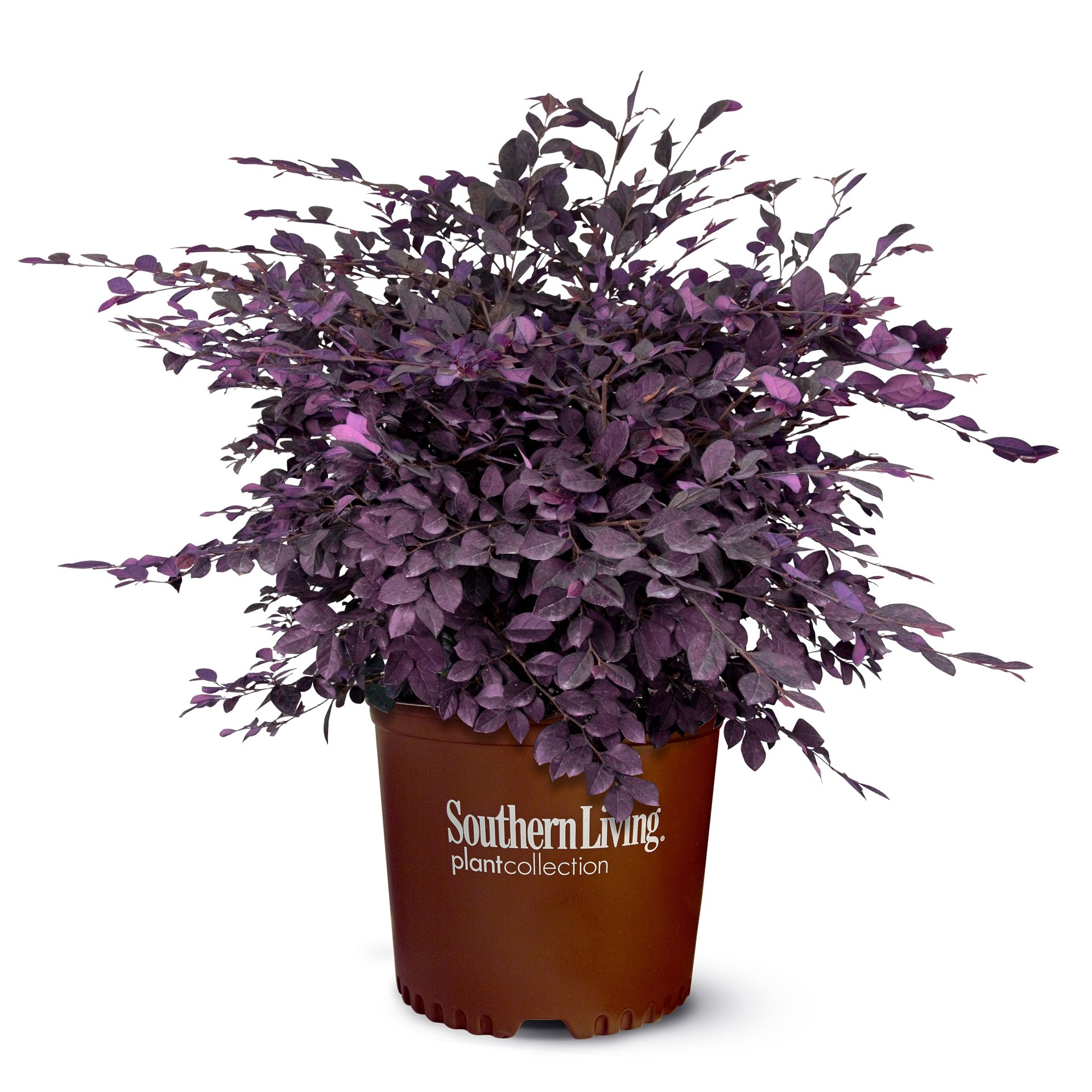 slide 1 of 1, Lowe's Purple Diamond#174 Semi-dwarf Loropetalum Accent Shrub in 2.00 -Gallon Pot with Pink Blooms, 1 ct