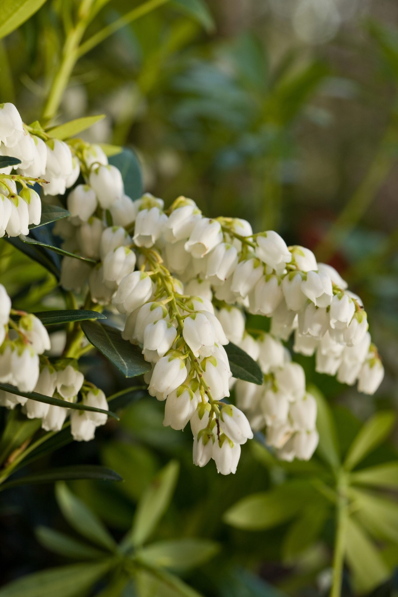 slide 2 of 4, Lowe's Mountain Snow Pieris Flowering Shrub in 2.00 -Gallon Pot 1.0 -Pack with White Blooms, 1 ct